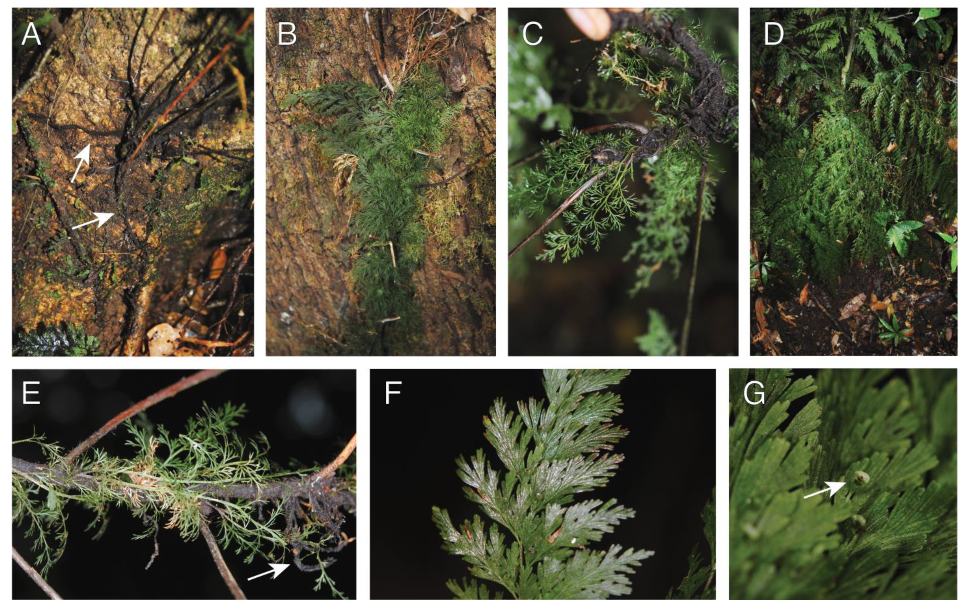 Plants 13 01104 g005