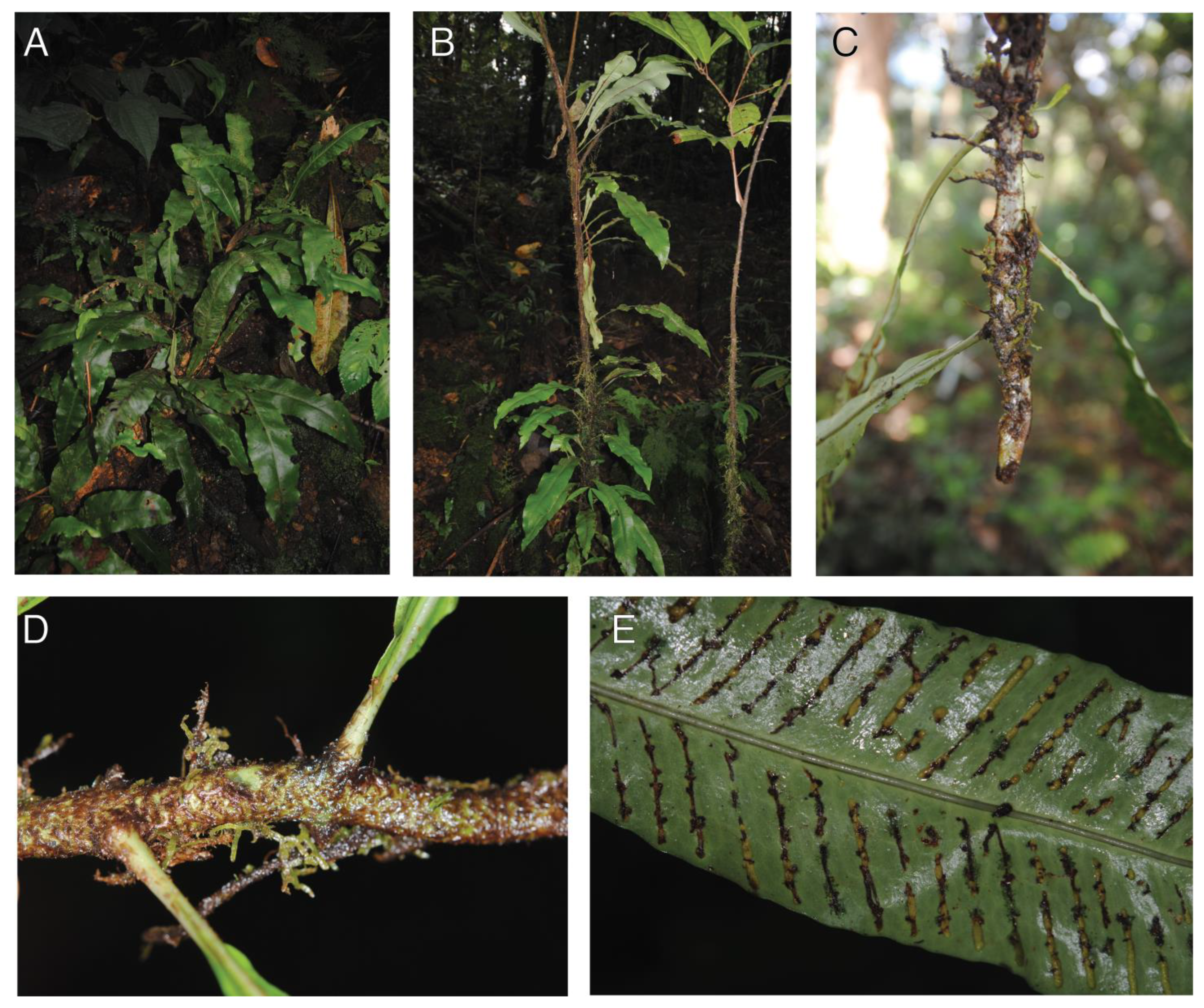 Plants 13 01104 g006