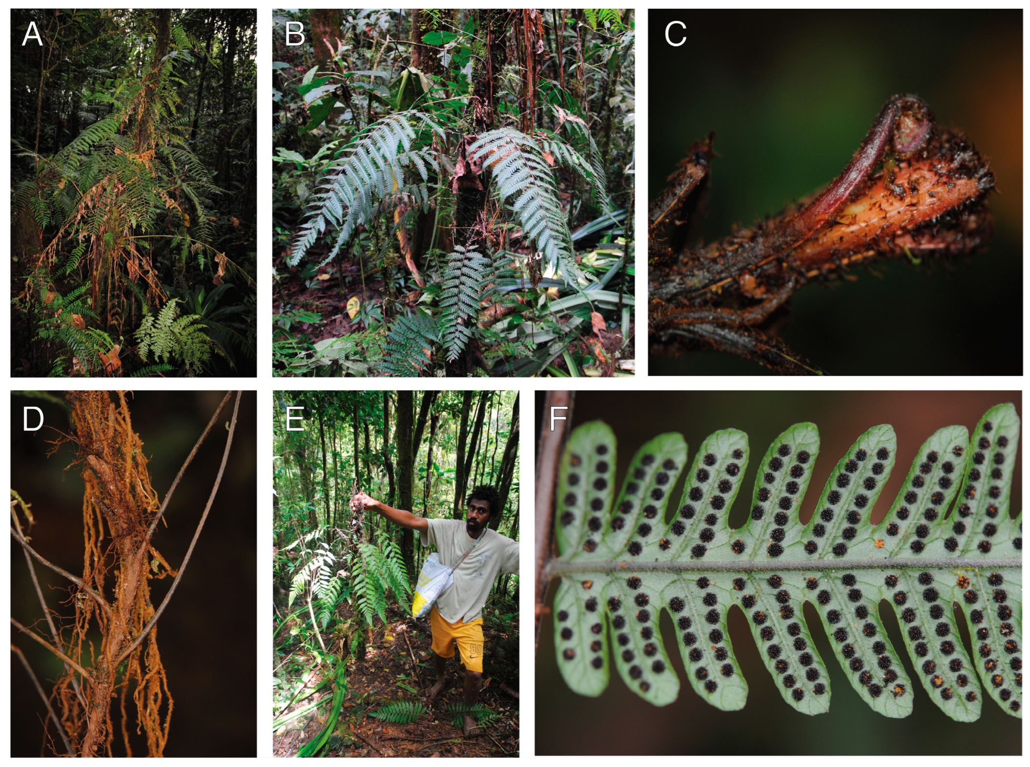 Plants 13 01104 g007