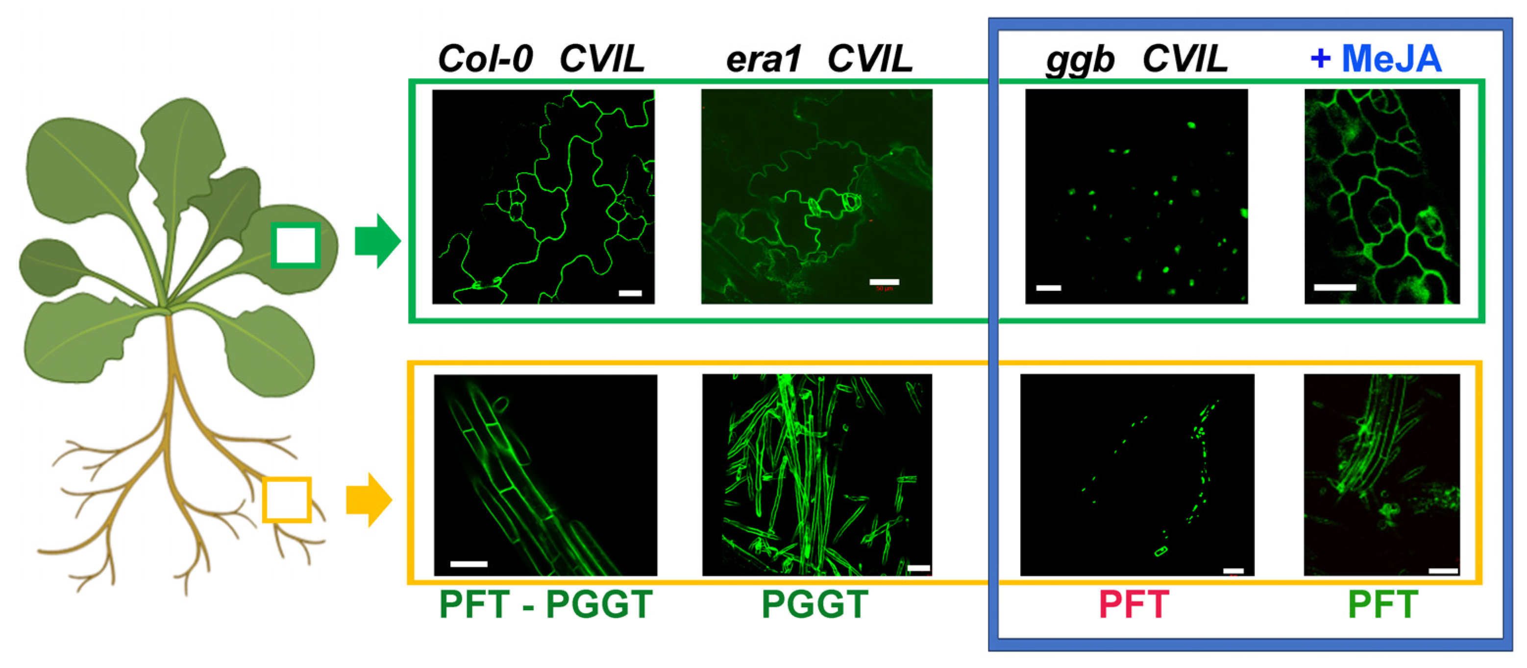 Plants 13 01110 g002