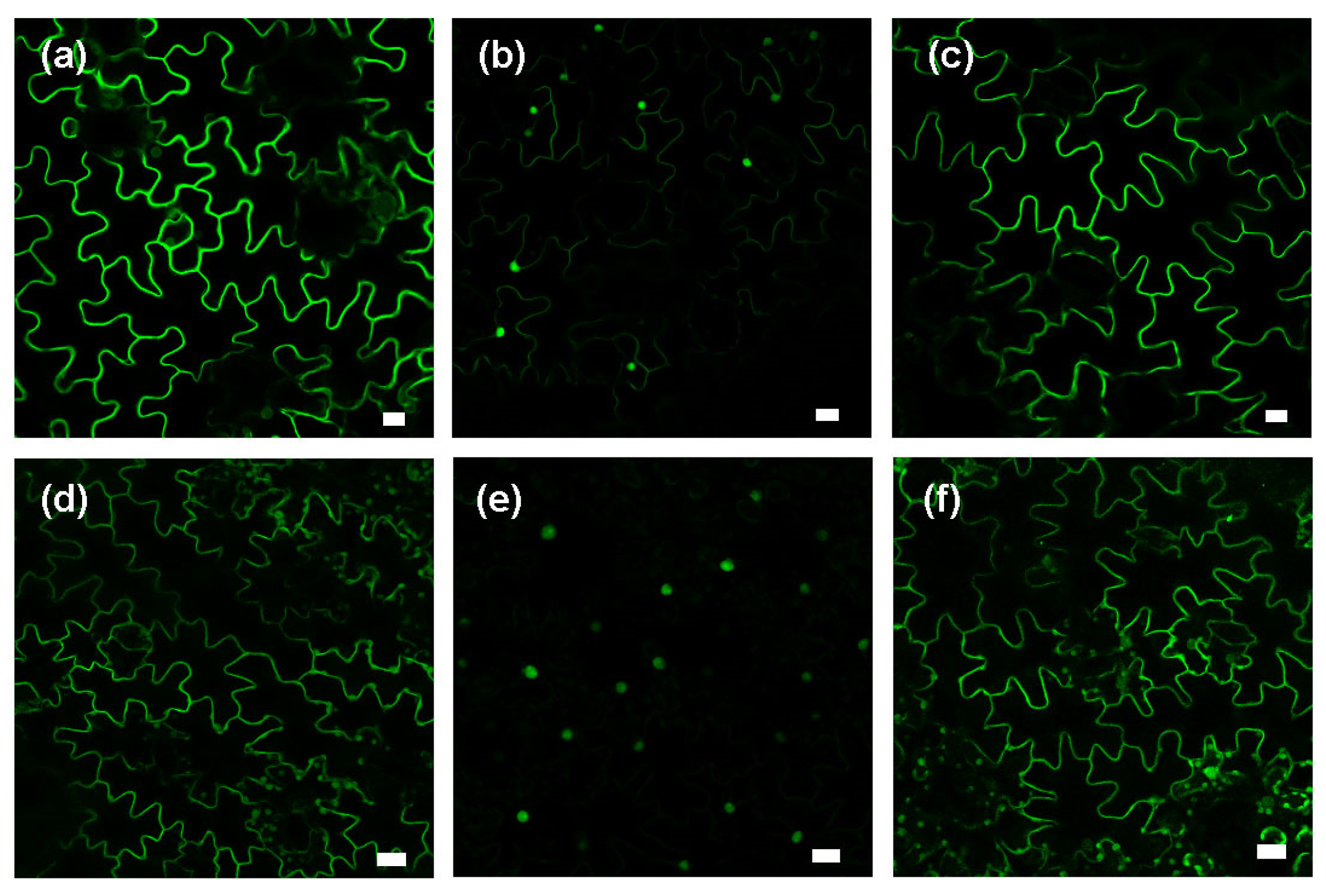 Plants 13 01110 g003