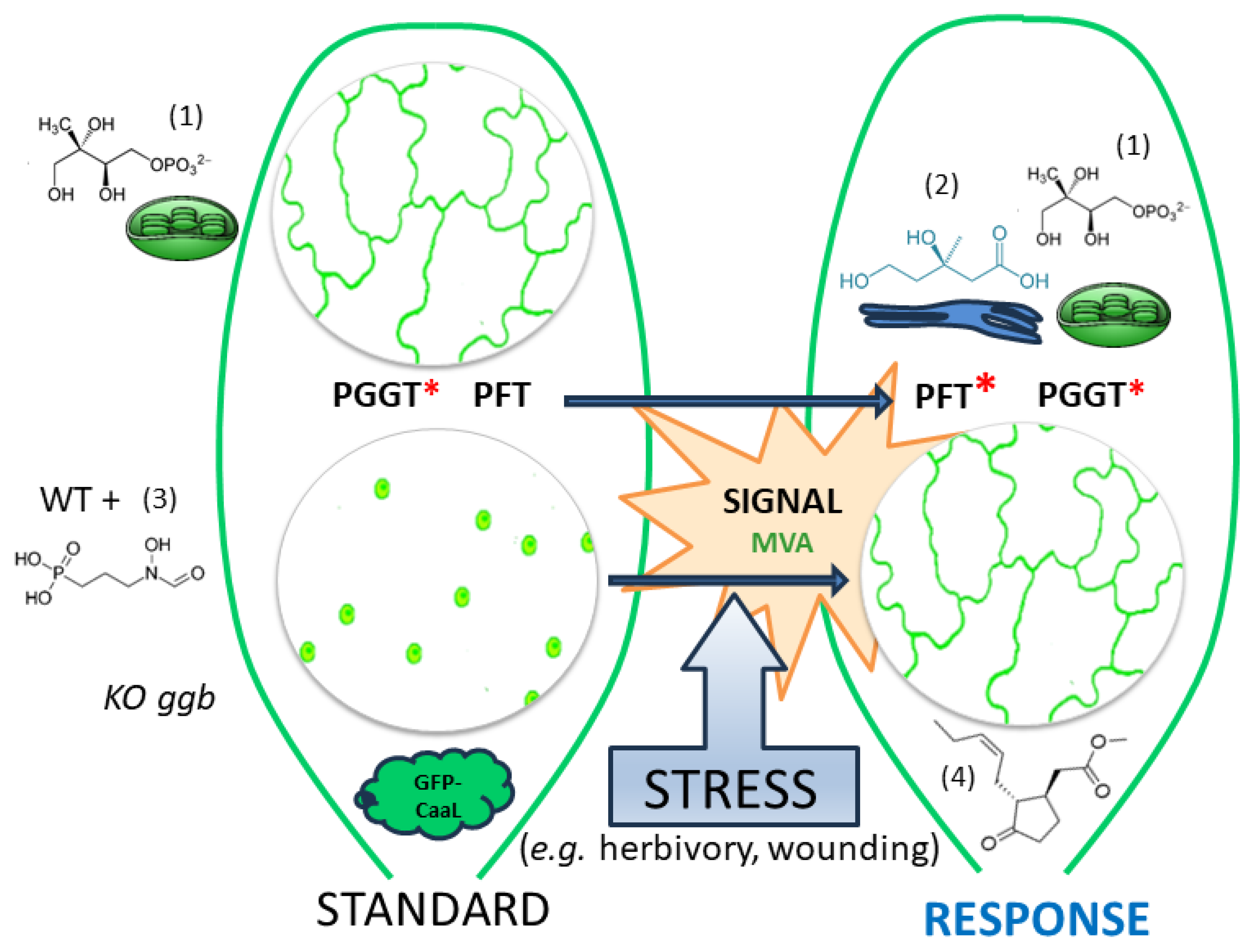 Plants 13 01110 g007