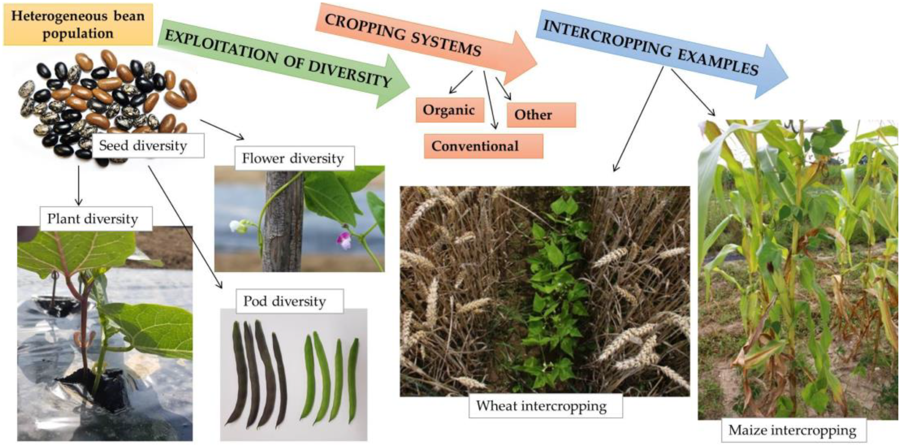 Plants 13 01112 g002