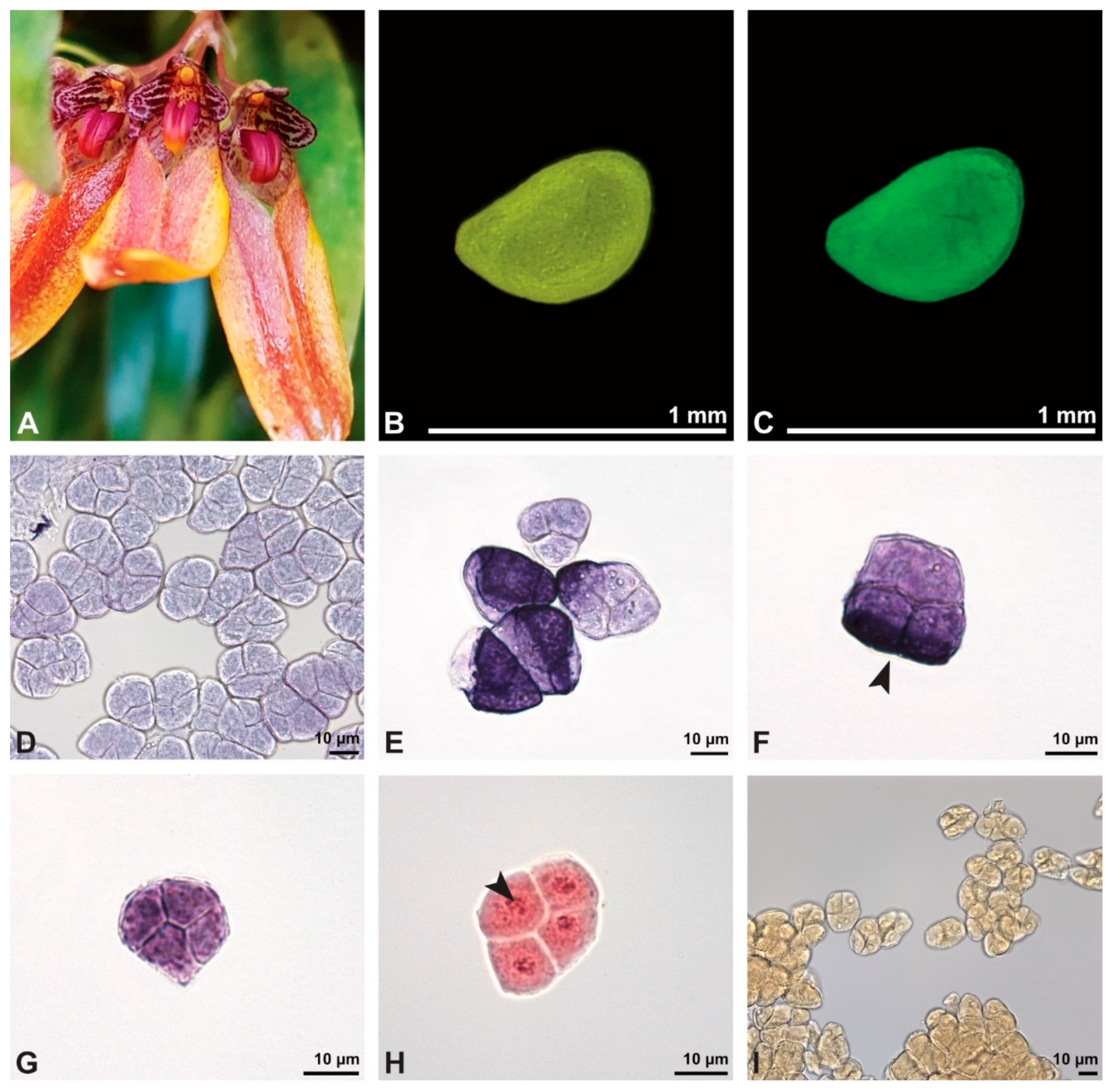 Plants 13 01114 g002