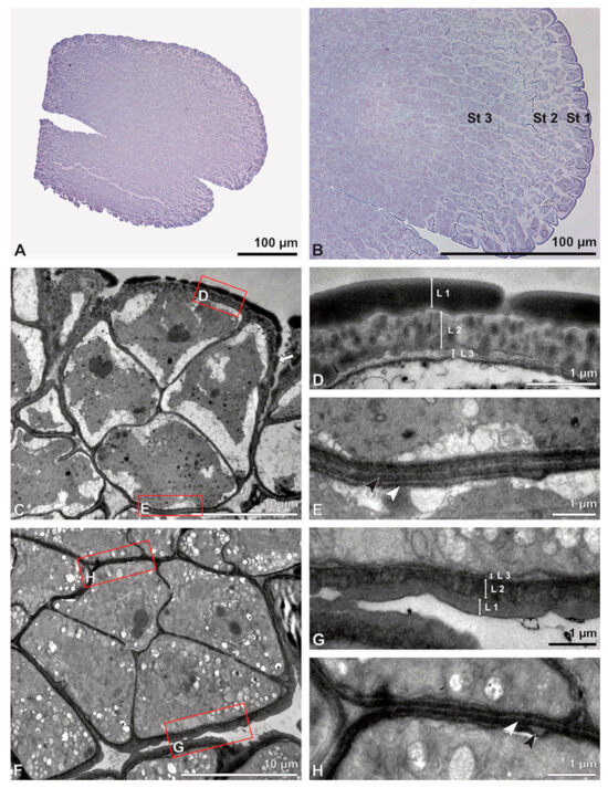 Plants 13 01114 g005