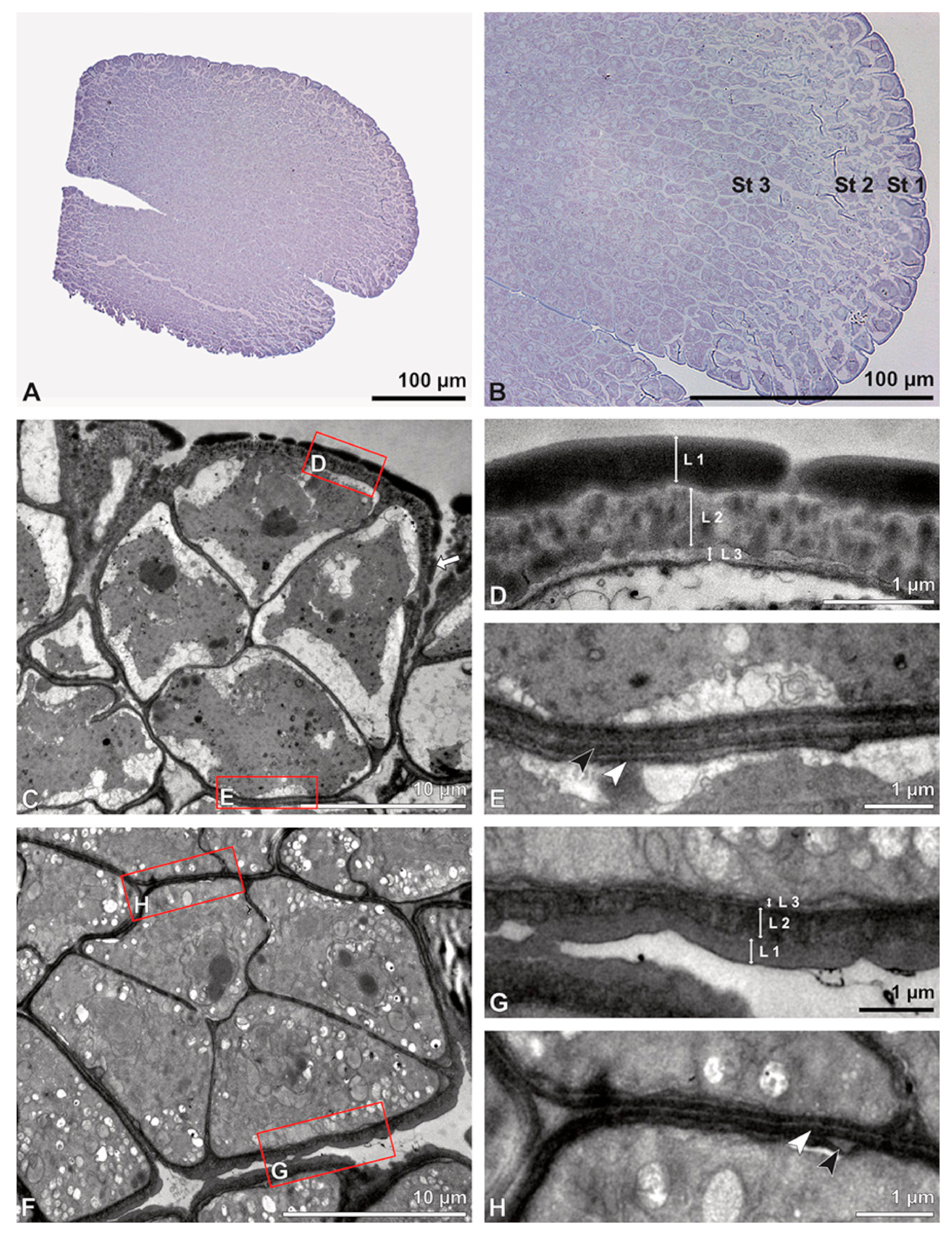 Plants 13 01114 g005