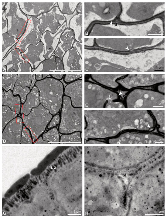 Plants 13 01114 g006