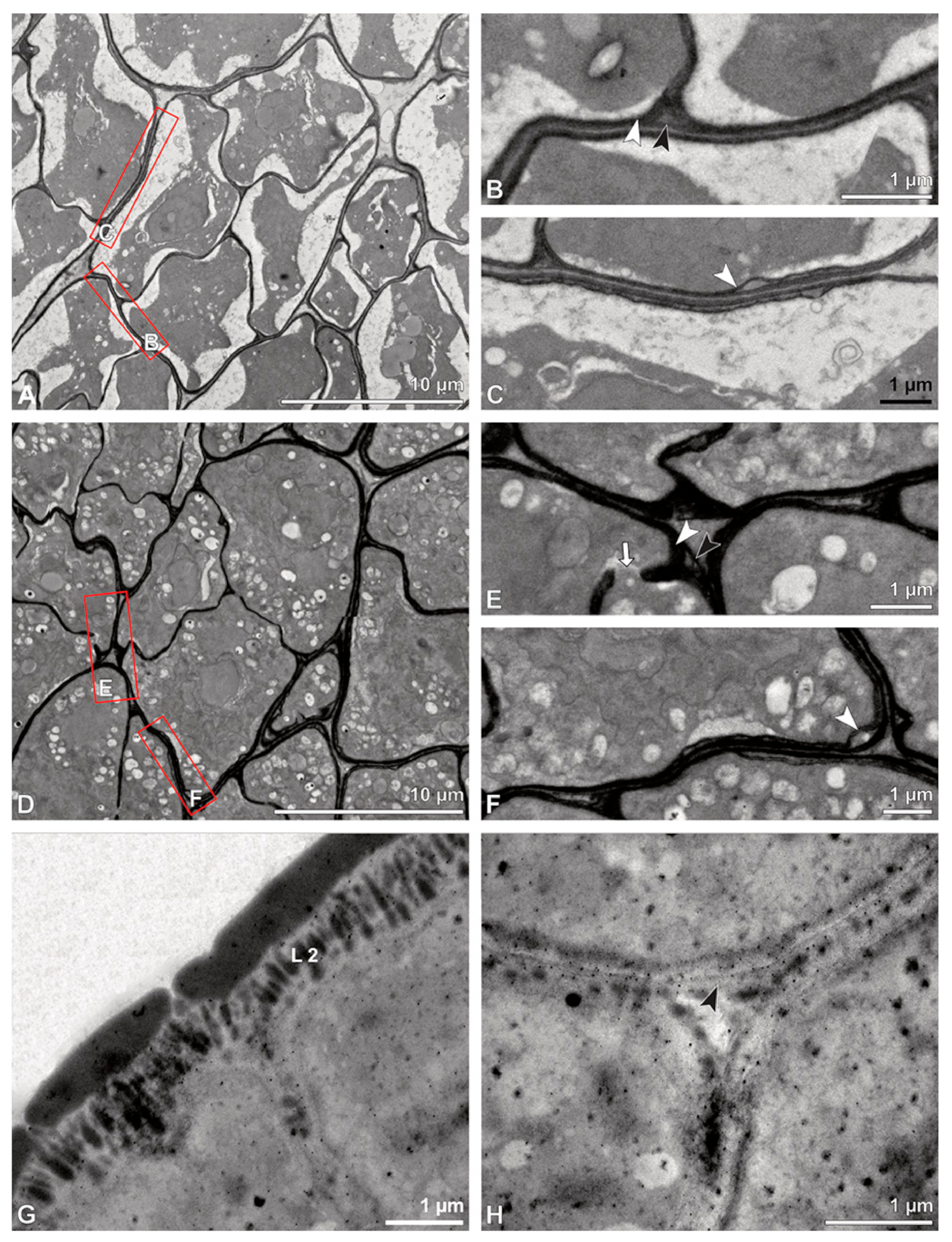 Plants 13 01114 g006