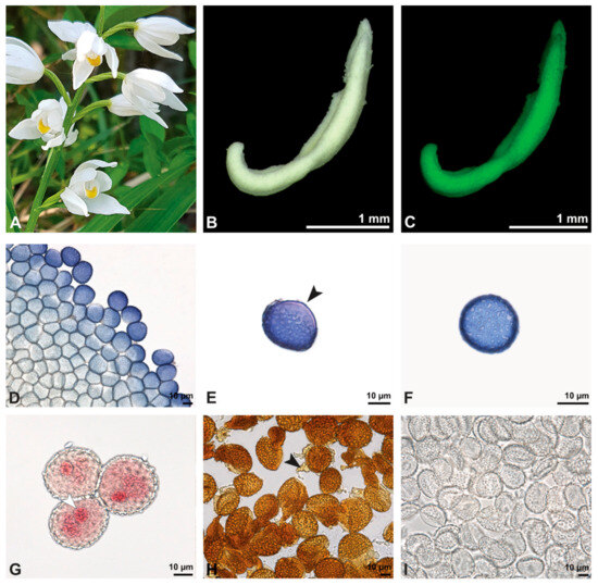 Plants 13 01114 g008