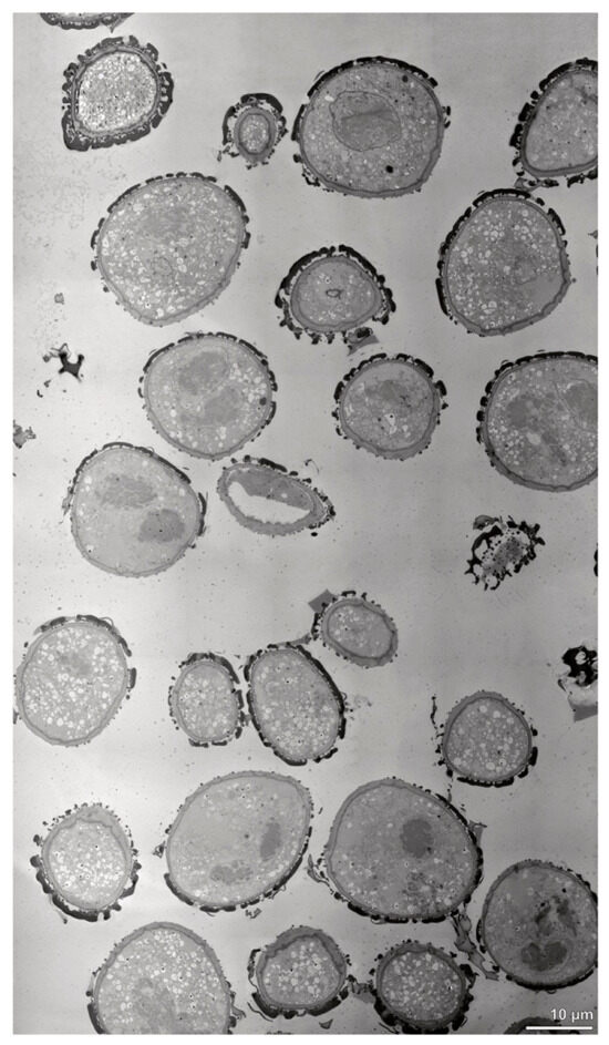 Plants 13 01114 g010