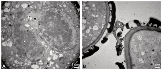 Plants 13 01114 g012