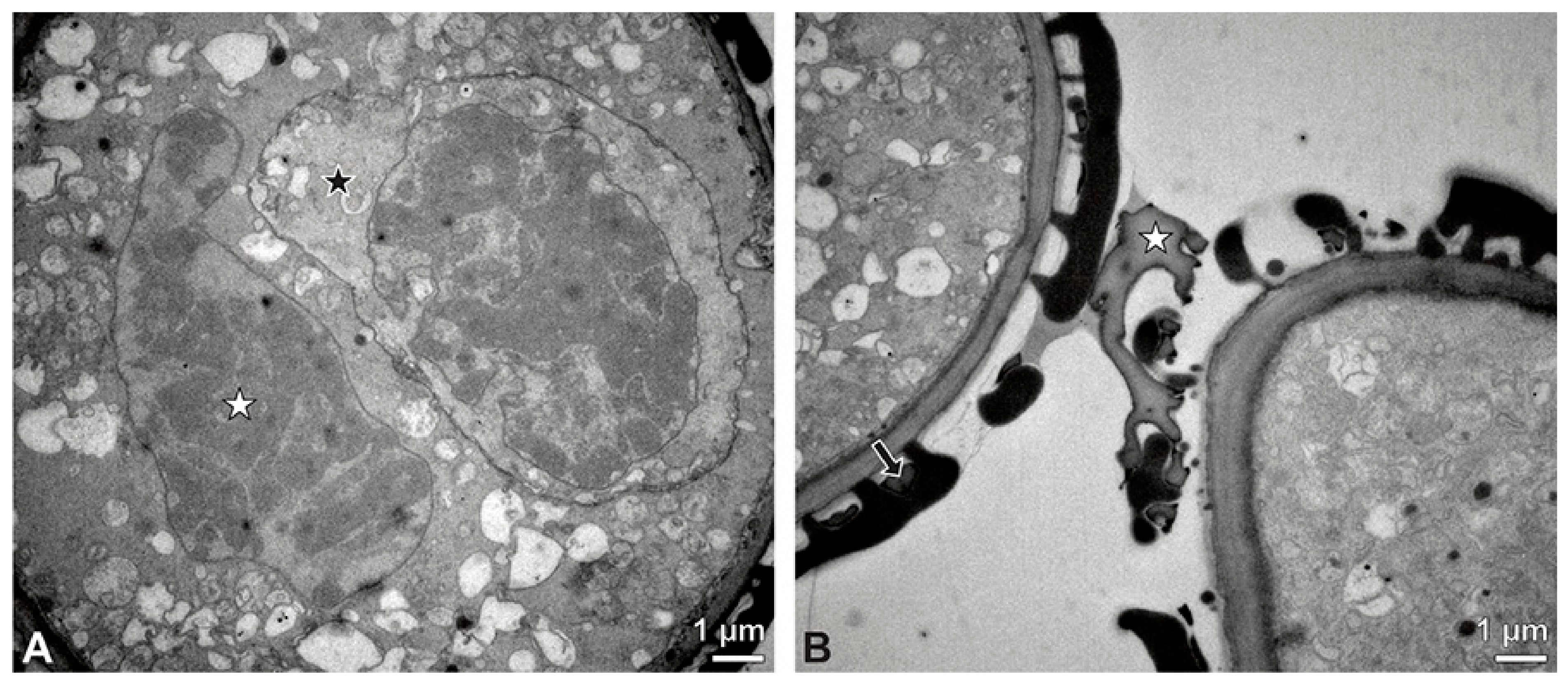 Plants 13 01114 g012