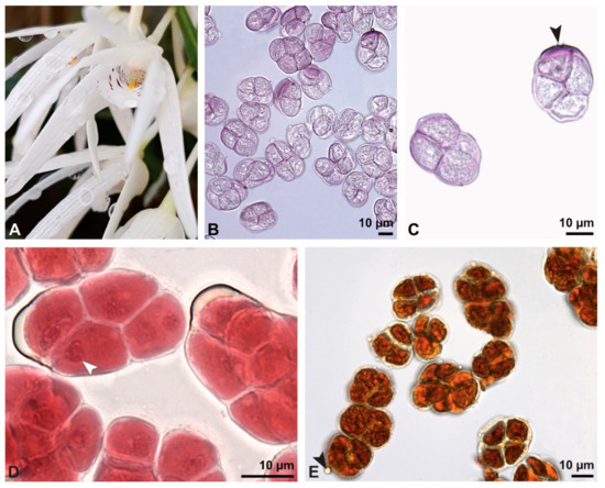 Plants 13 01114 g013