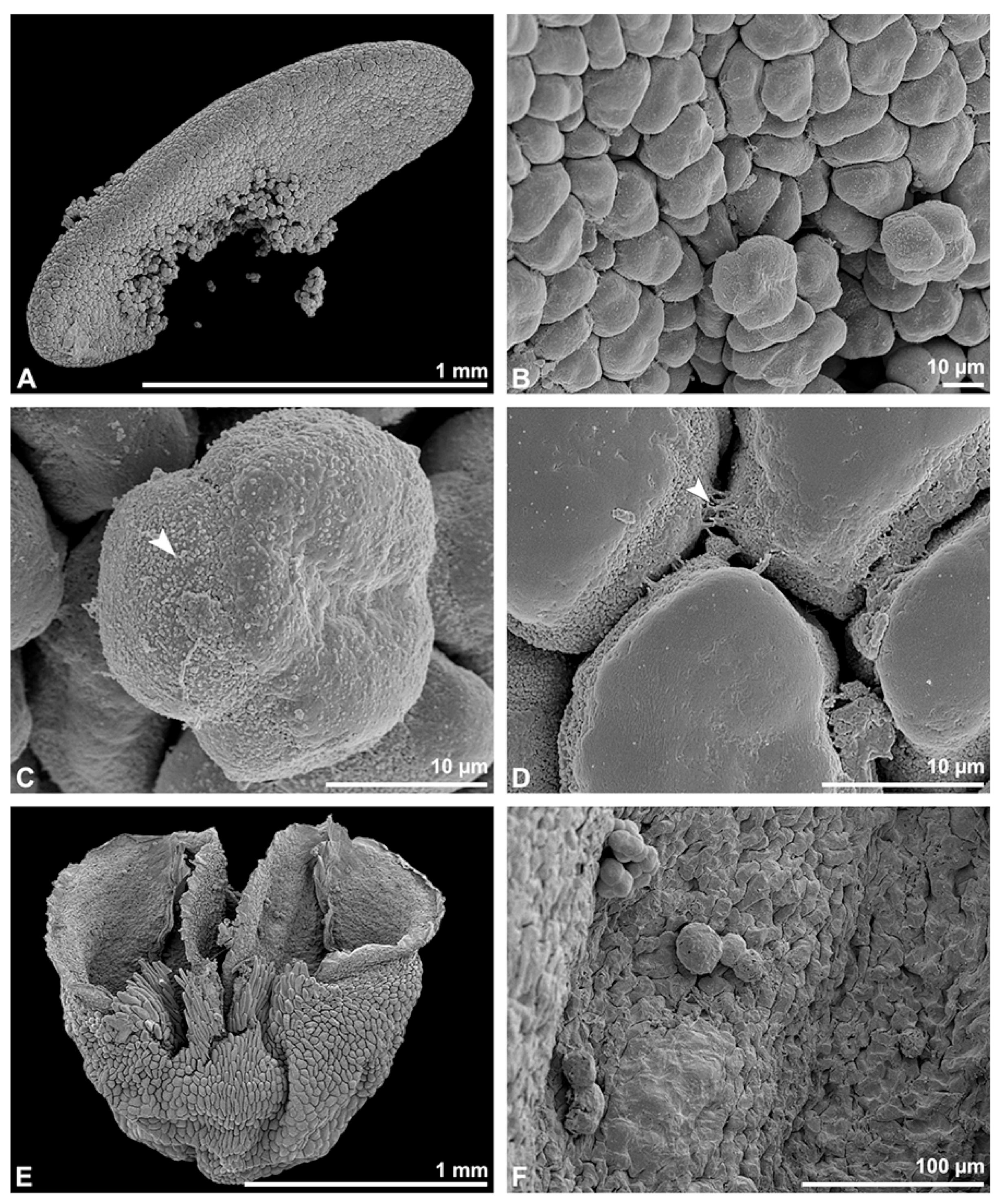 Plants 13 01114 g014