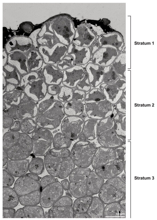 Plants 13 01114 g015