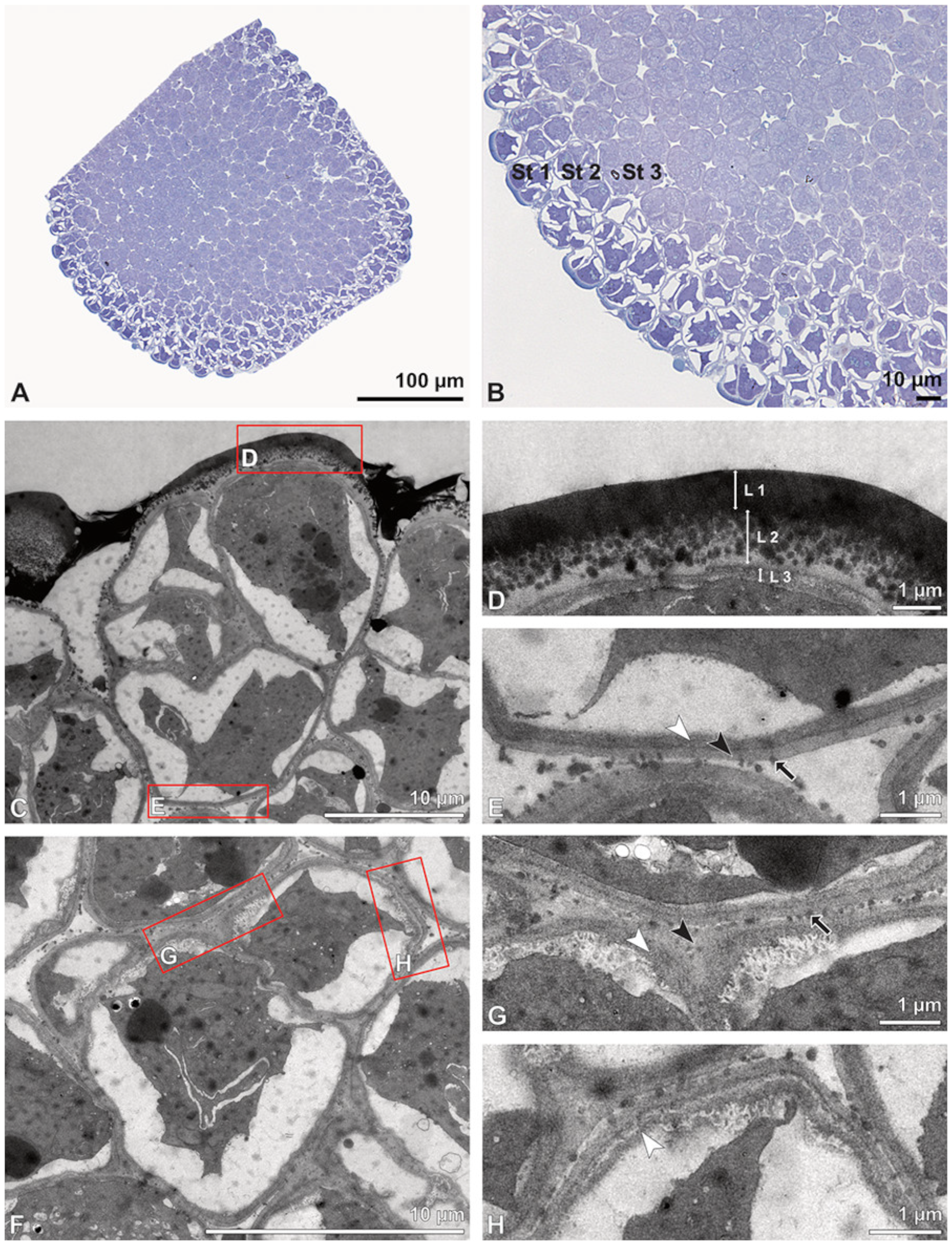 Plants 13 01114 g016