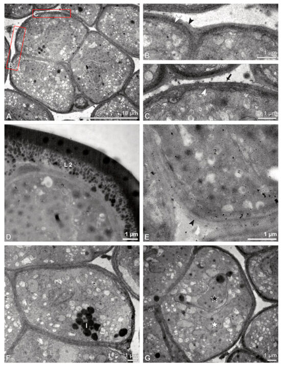 Plants 13 01114 g017