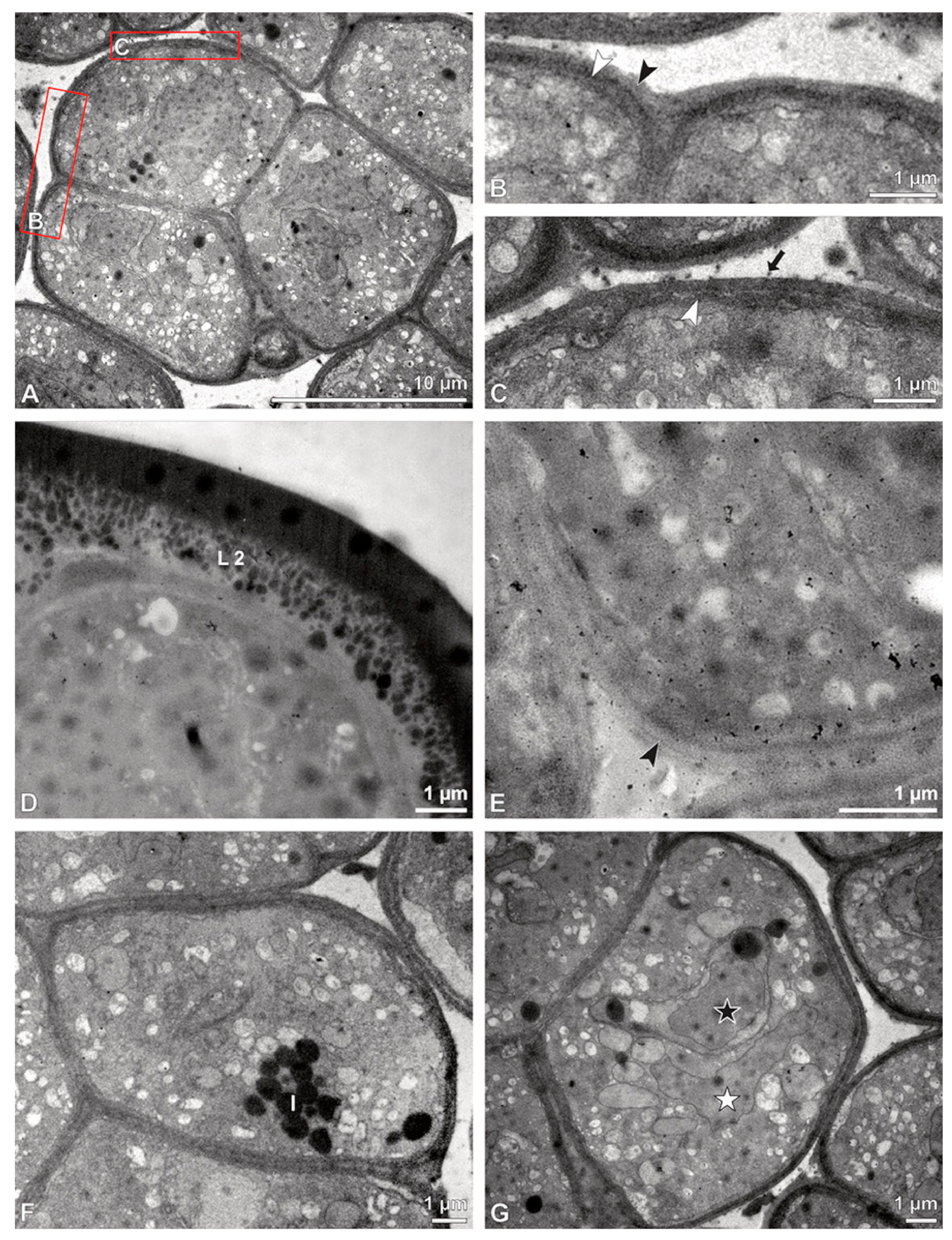 Plants 13 01114 g017