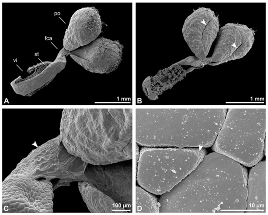 Plants 13 01114 g020