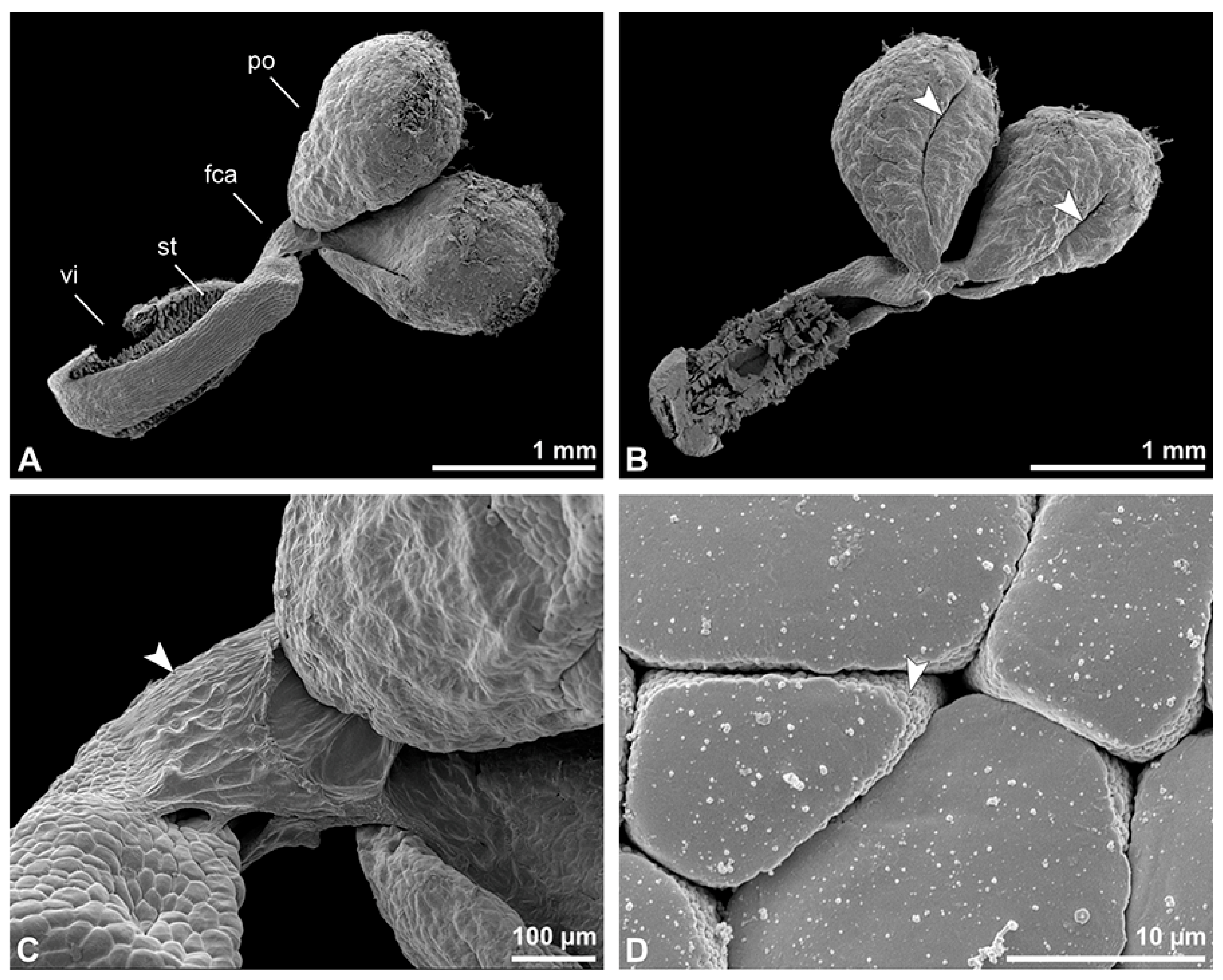 Plants 13 01114 g020