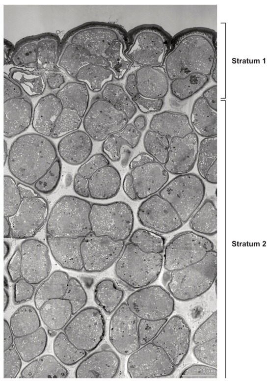 Plants 13 01114 g028