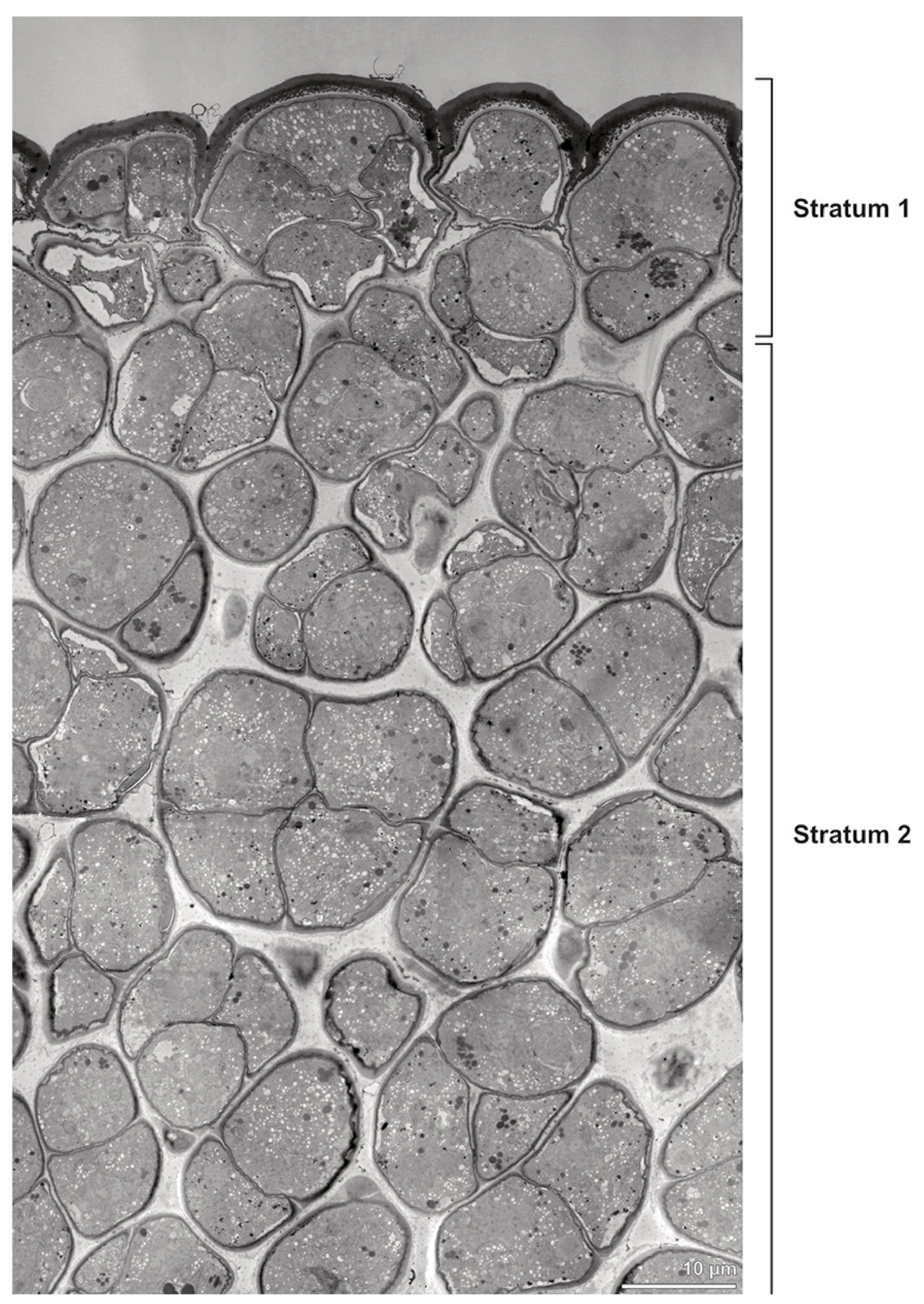 Plants 13 01114 g028