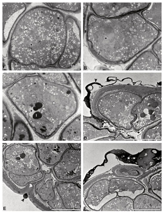 Plants 13 01114 g031