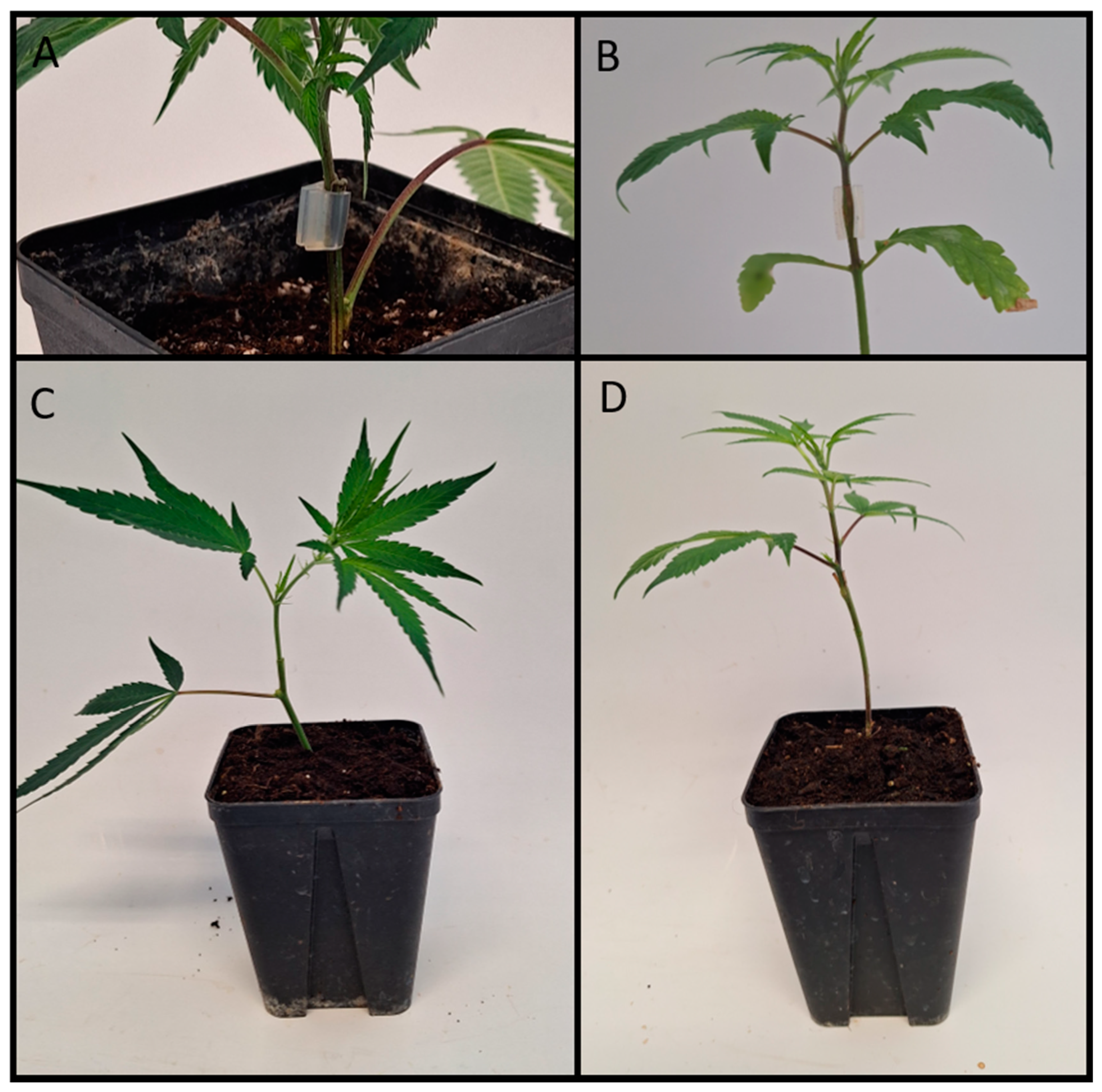 Plants 13 01117 g010