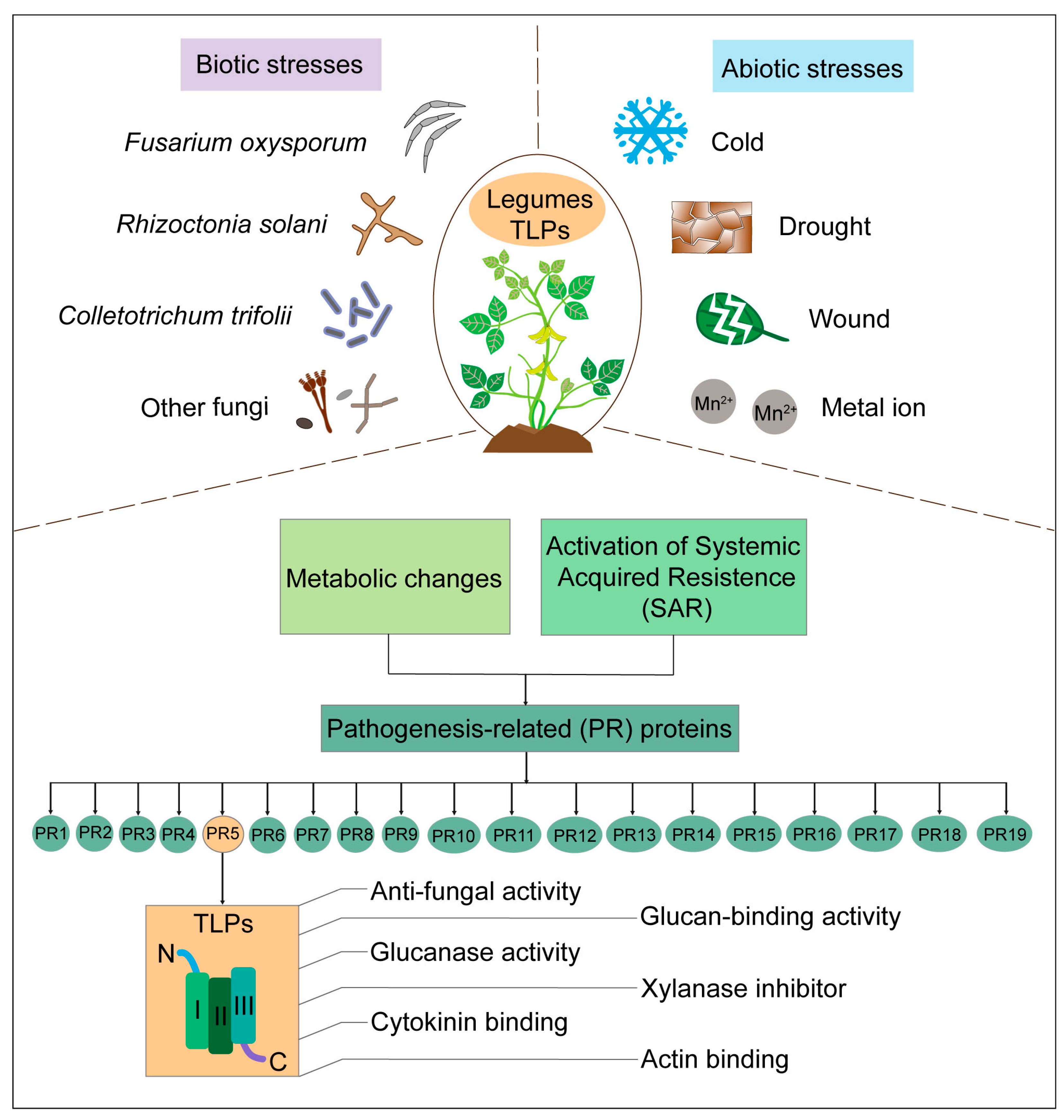 Plants 13 01124 g002
