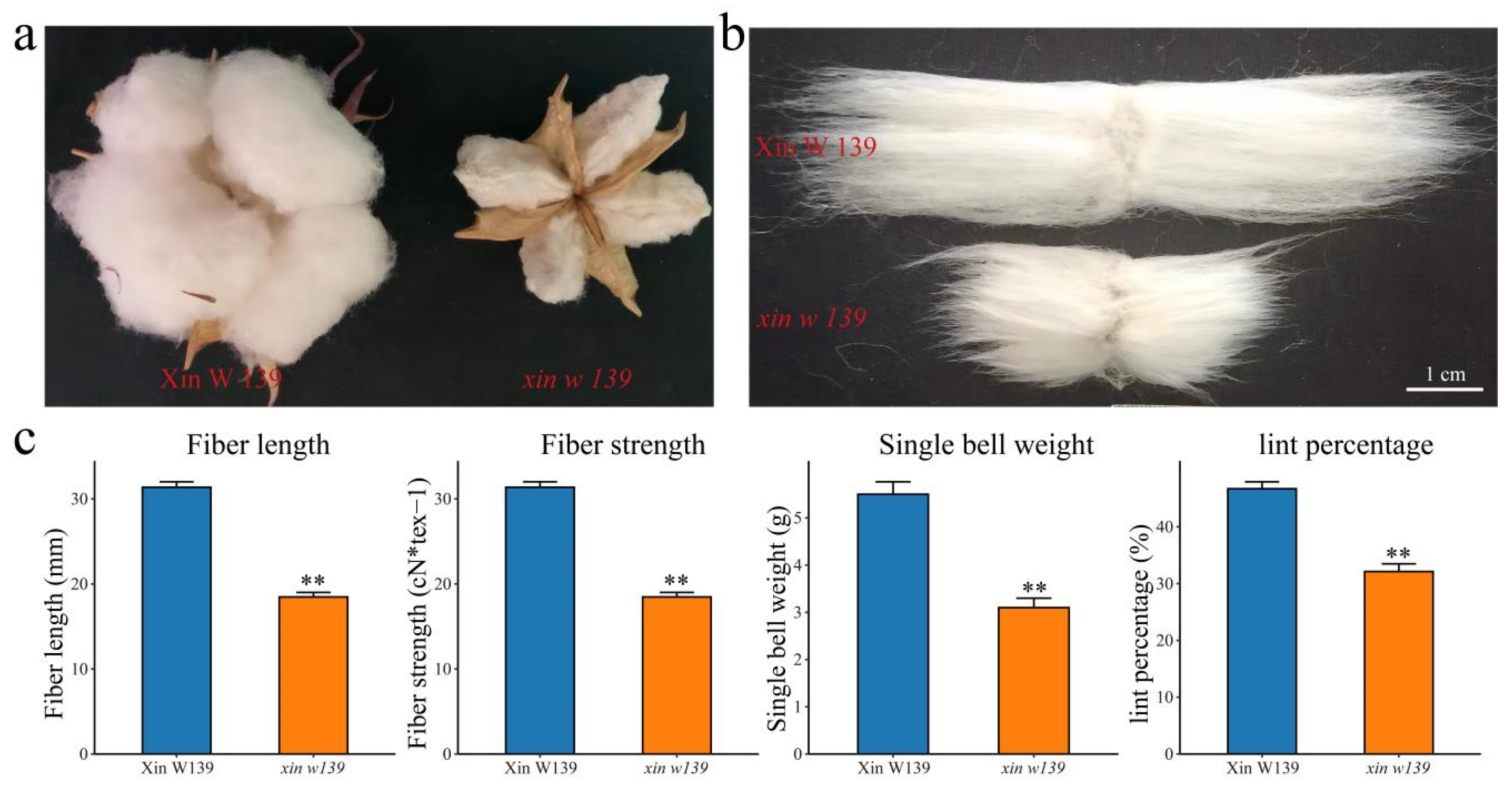 Plants 13 01127 g001
