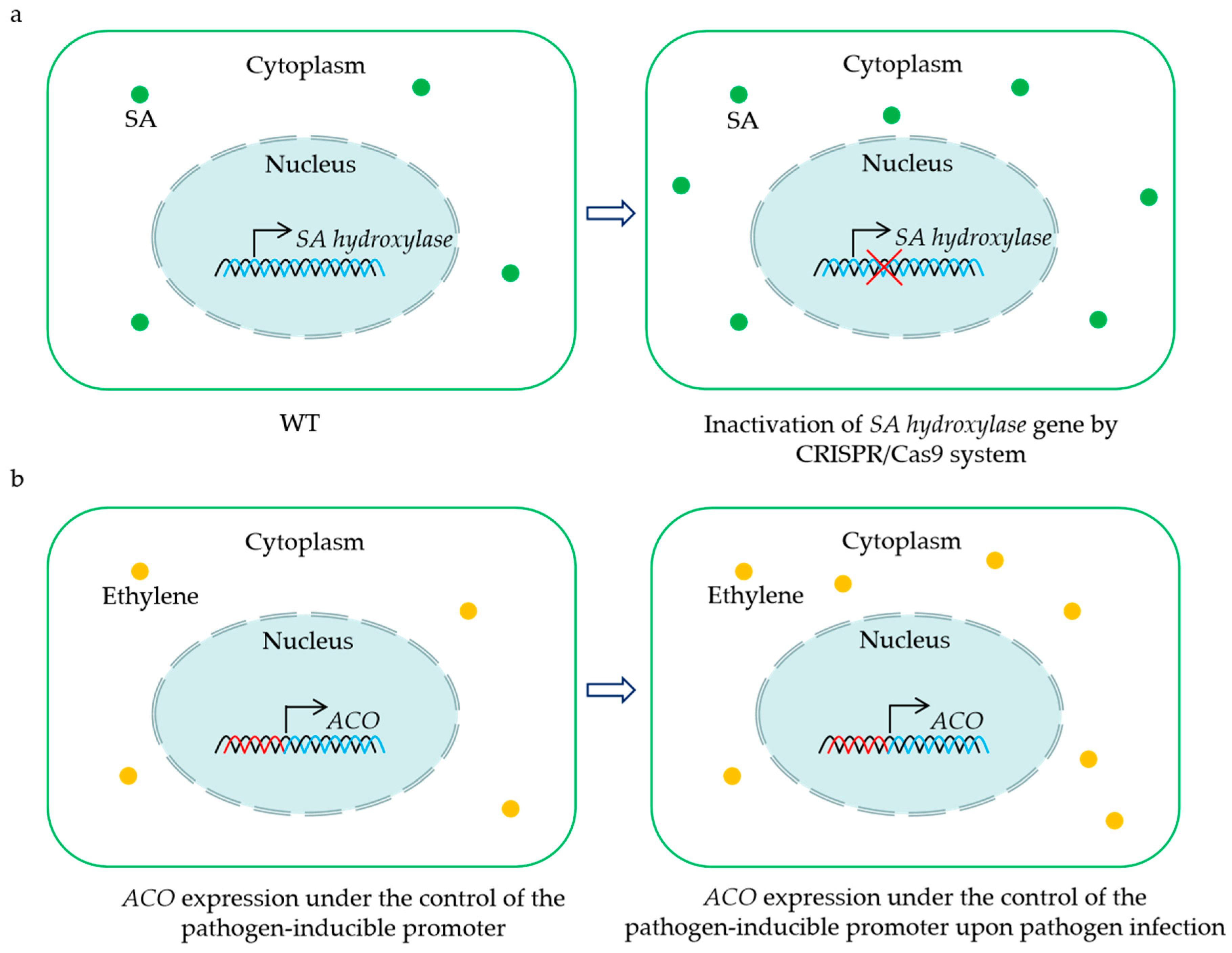 Plants 13 01129 g002