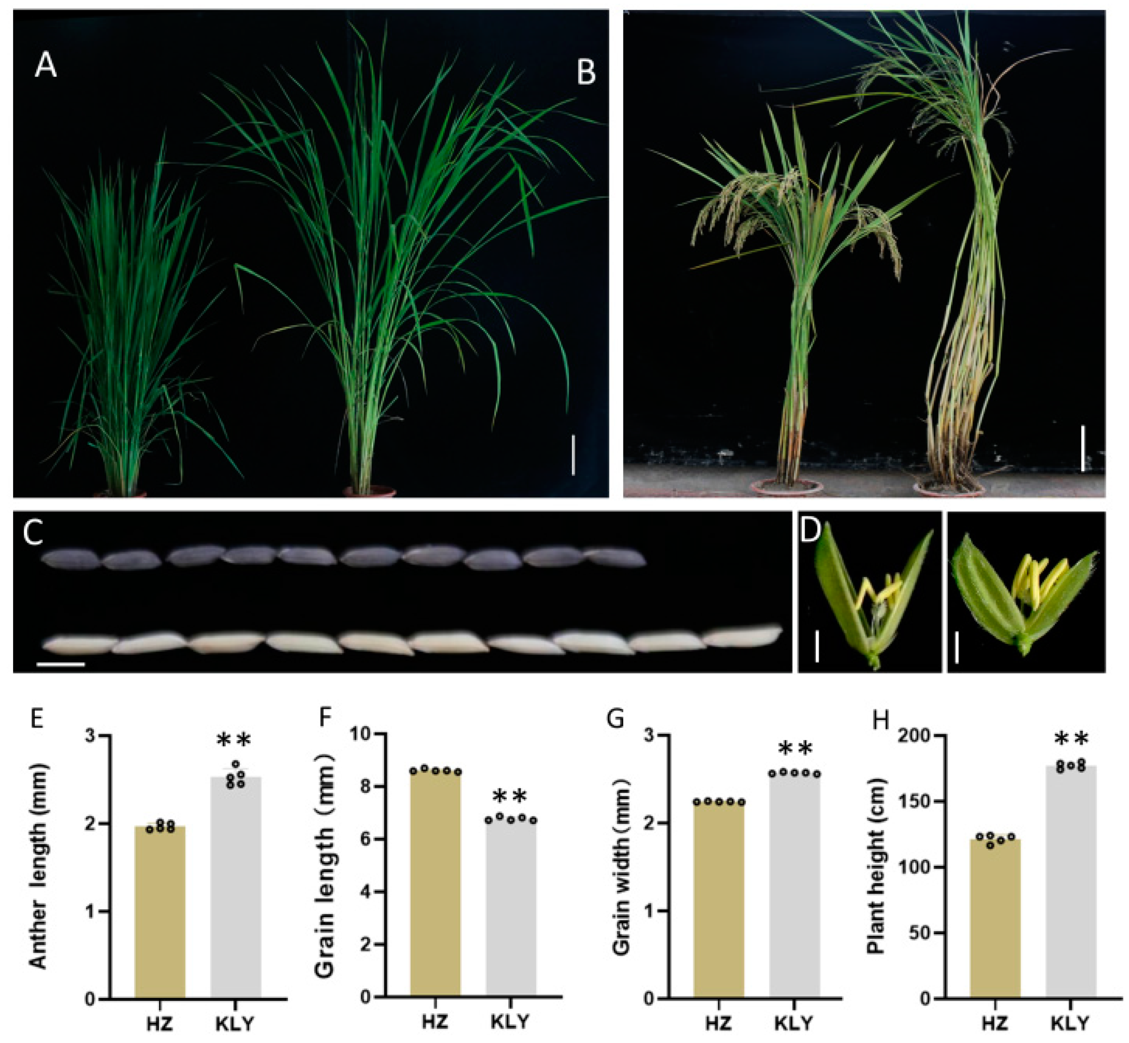 Plants 13 01130 g001