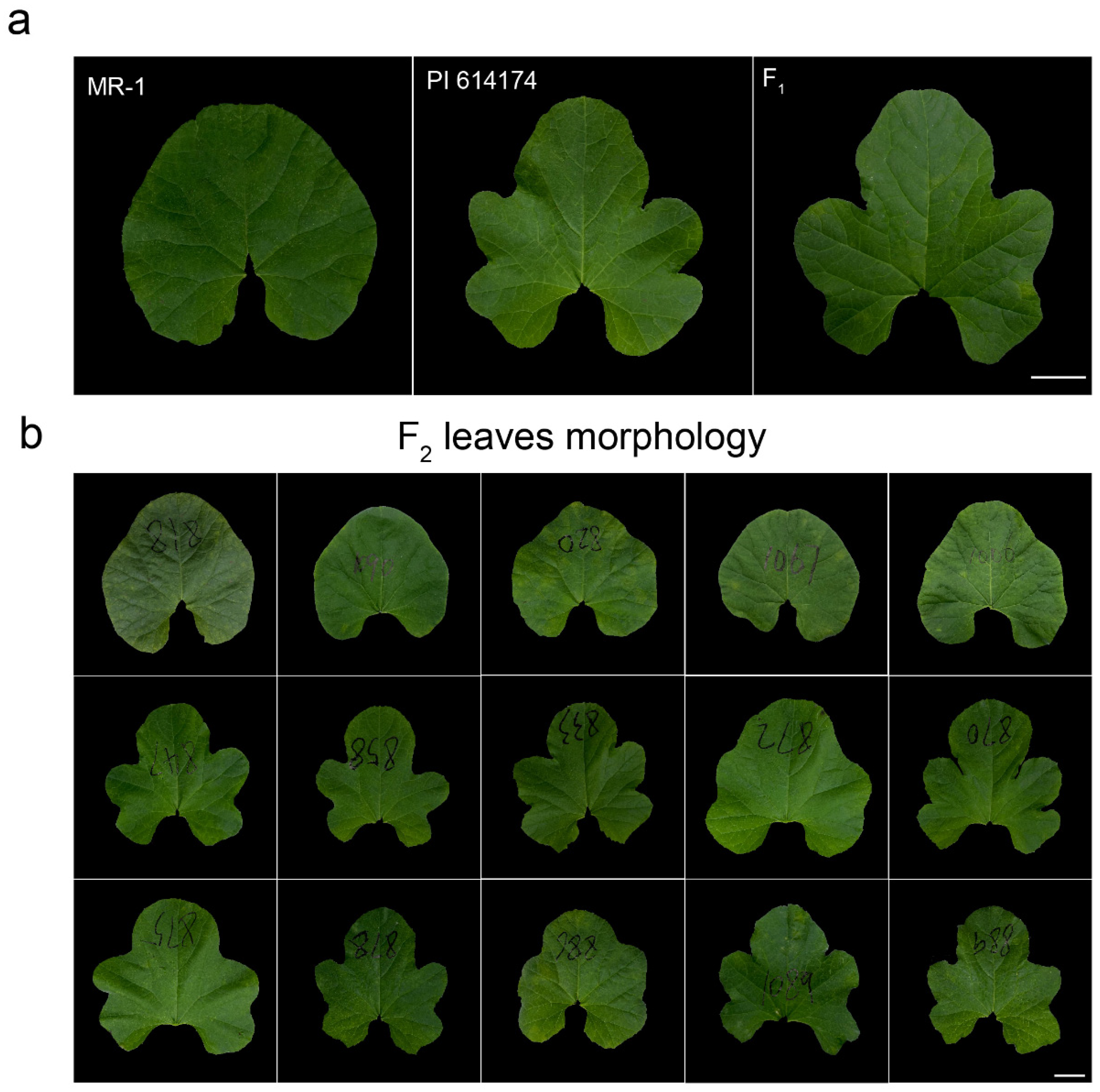Plants 13 01134 g001 Plants 13 01134 g001