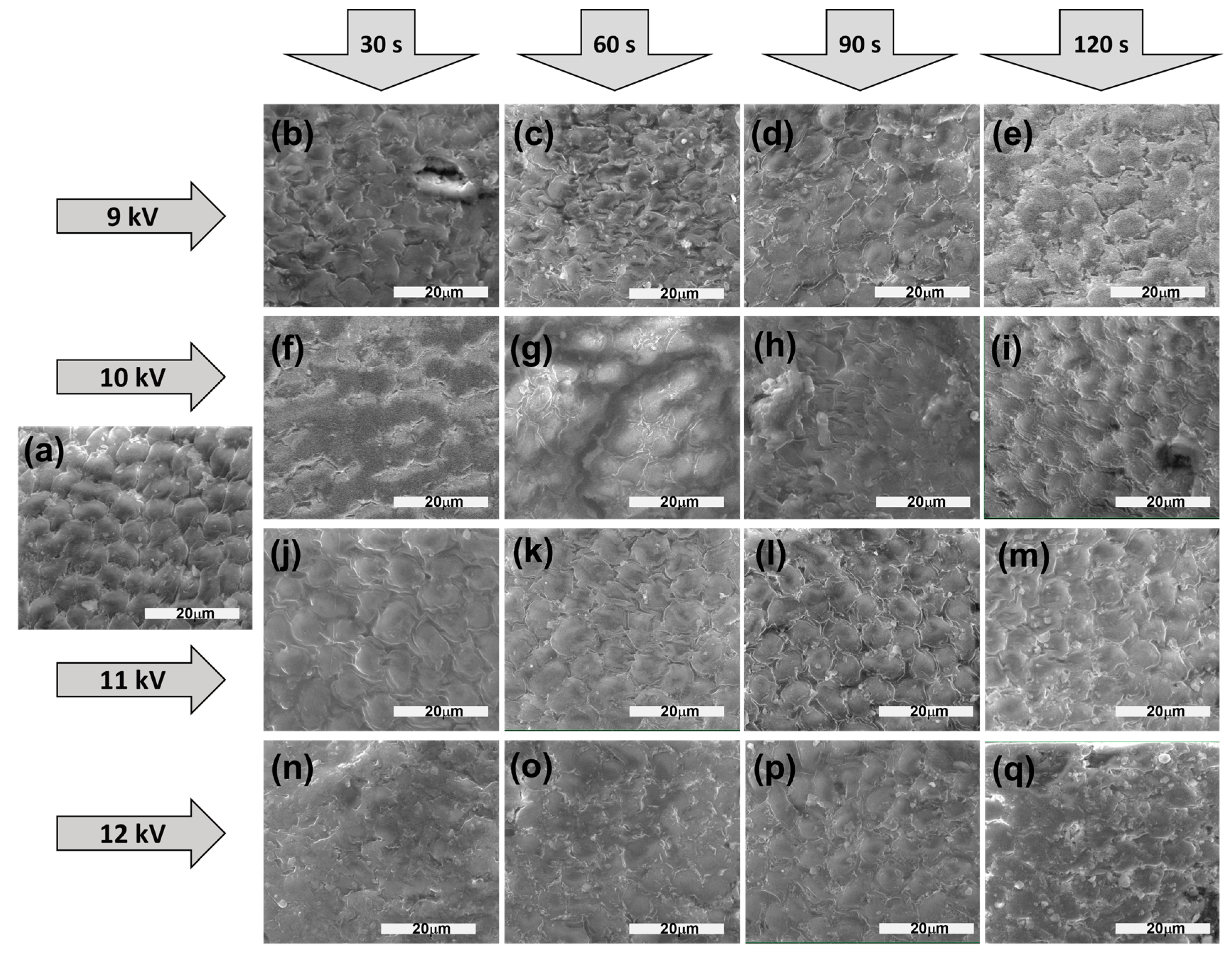 Plants 13 01140 g001