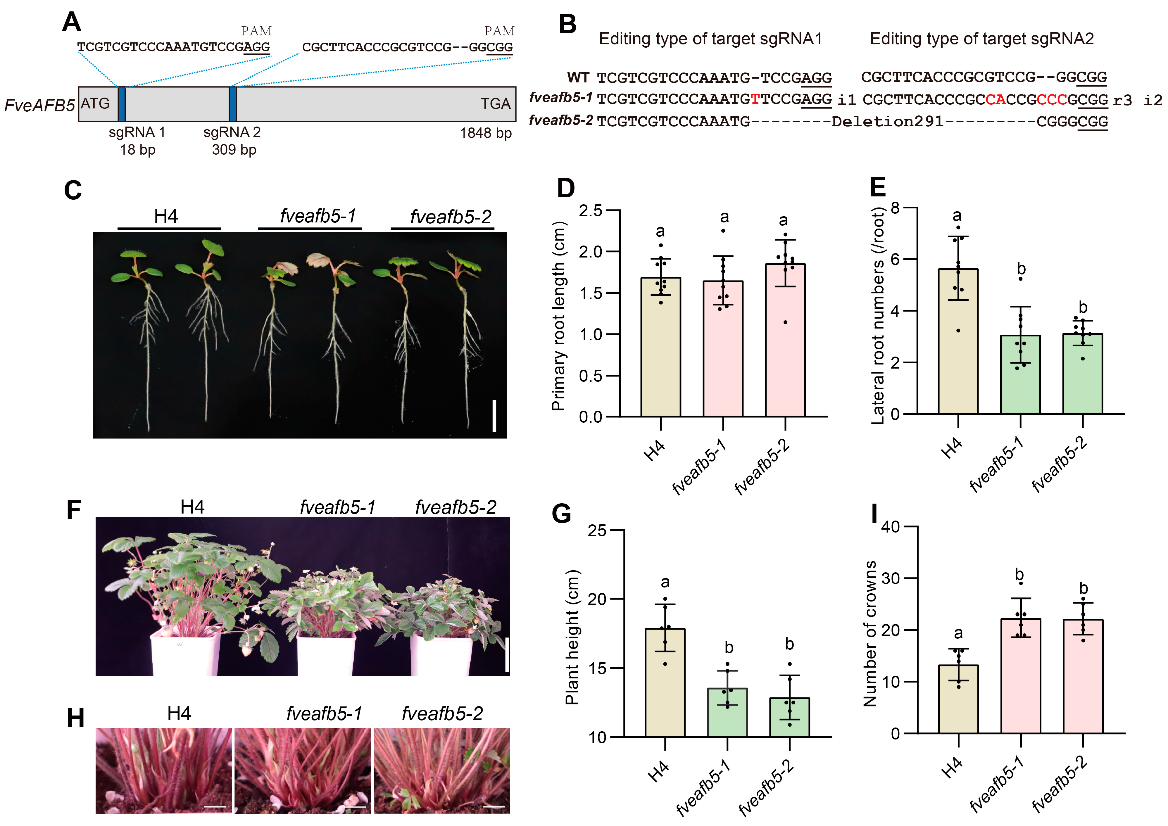 Plants 13 01142 g001