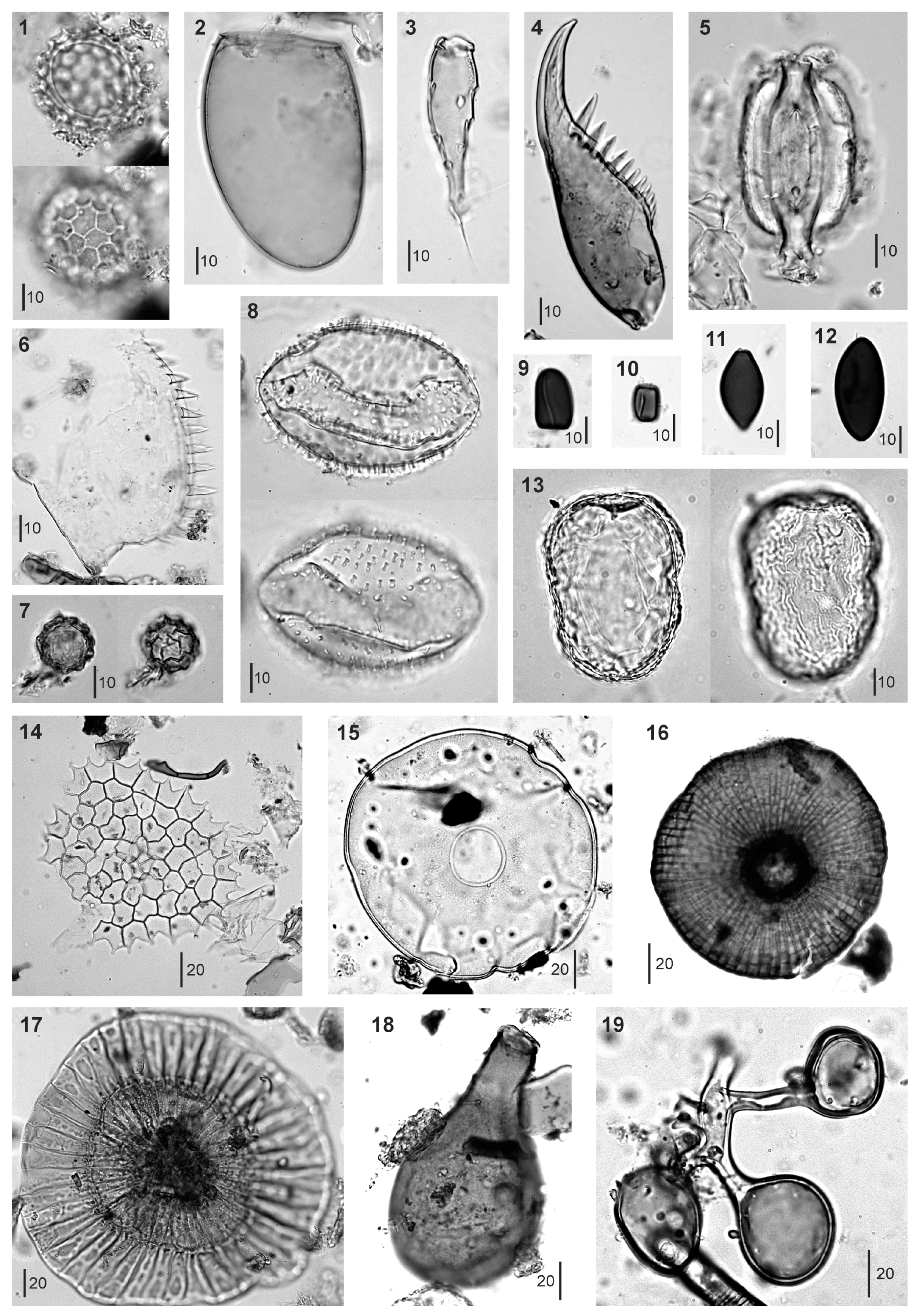 Plants 13 01144 g004