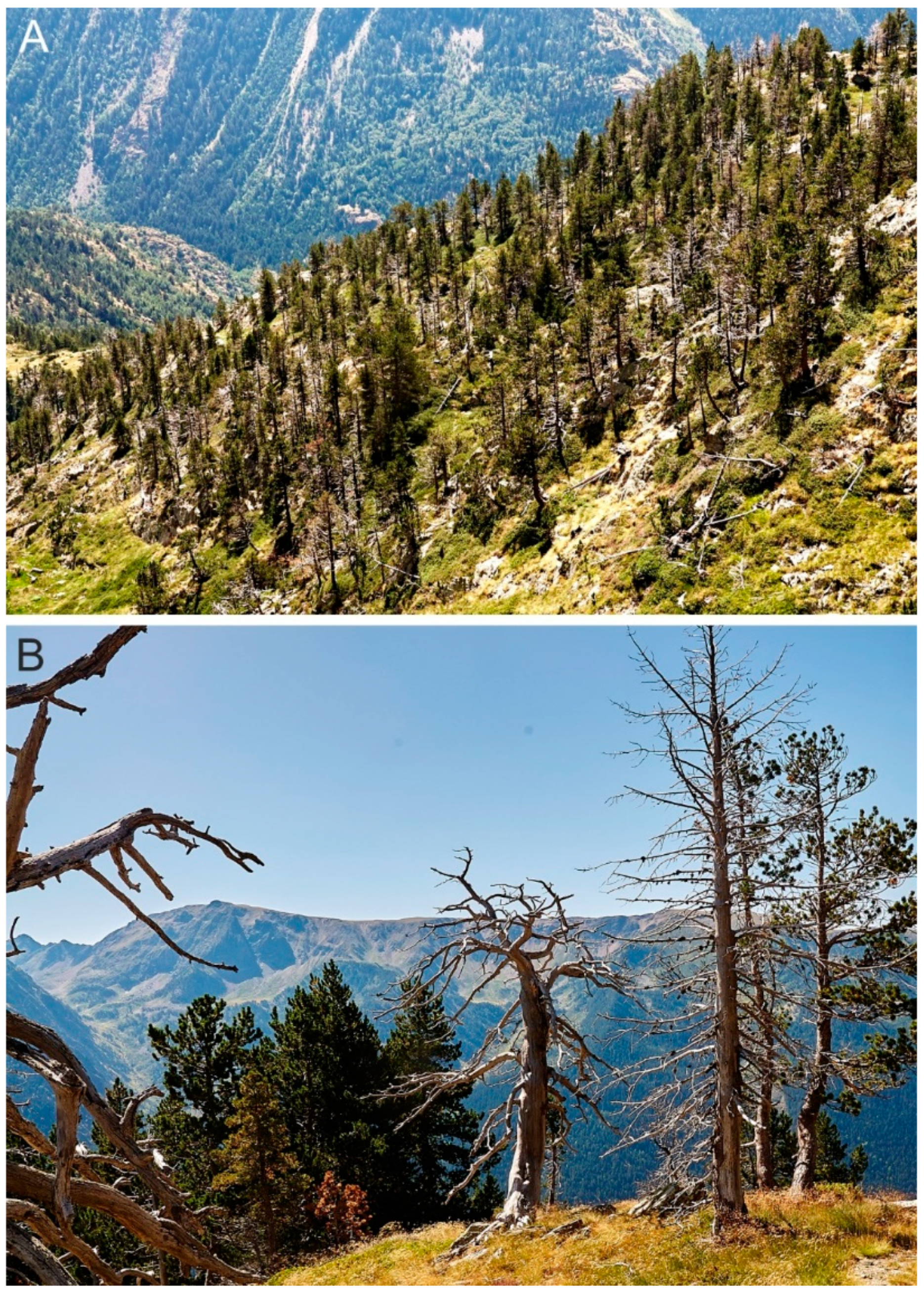 Plants 13 01144 g006