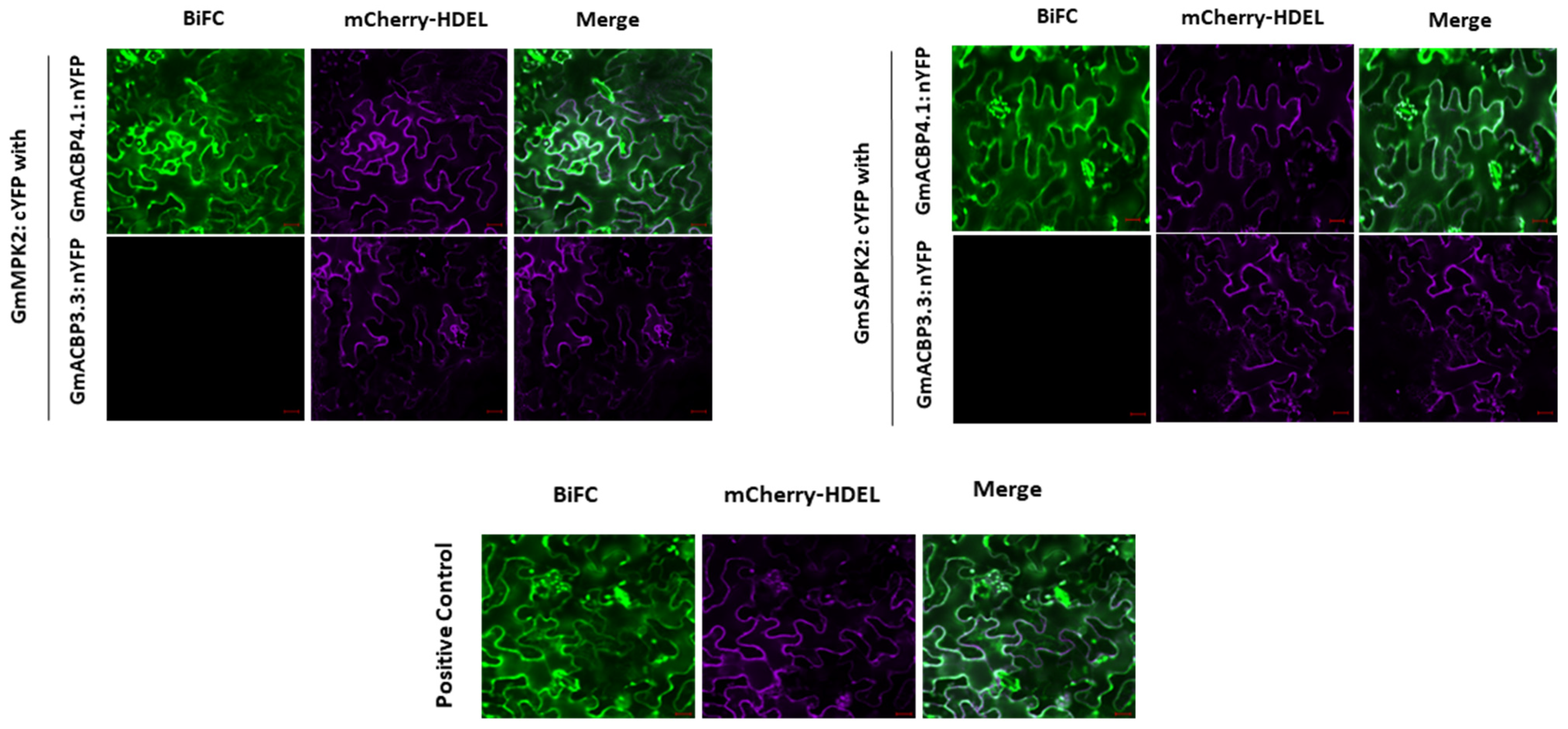 Plants 13 01146 g002