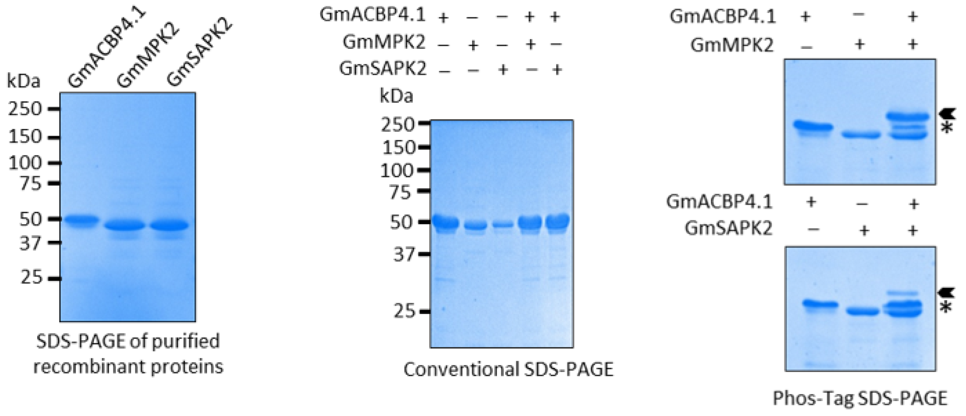 Plants 13 01146 g004