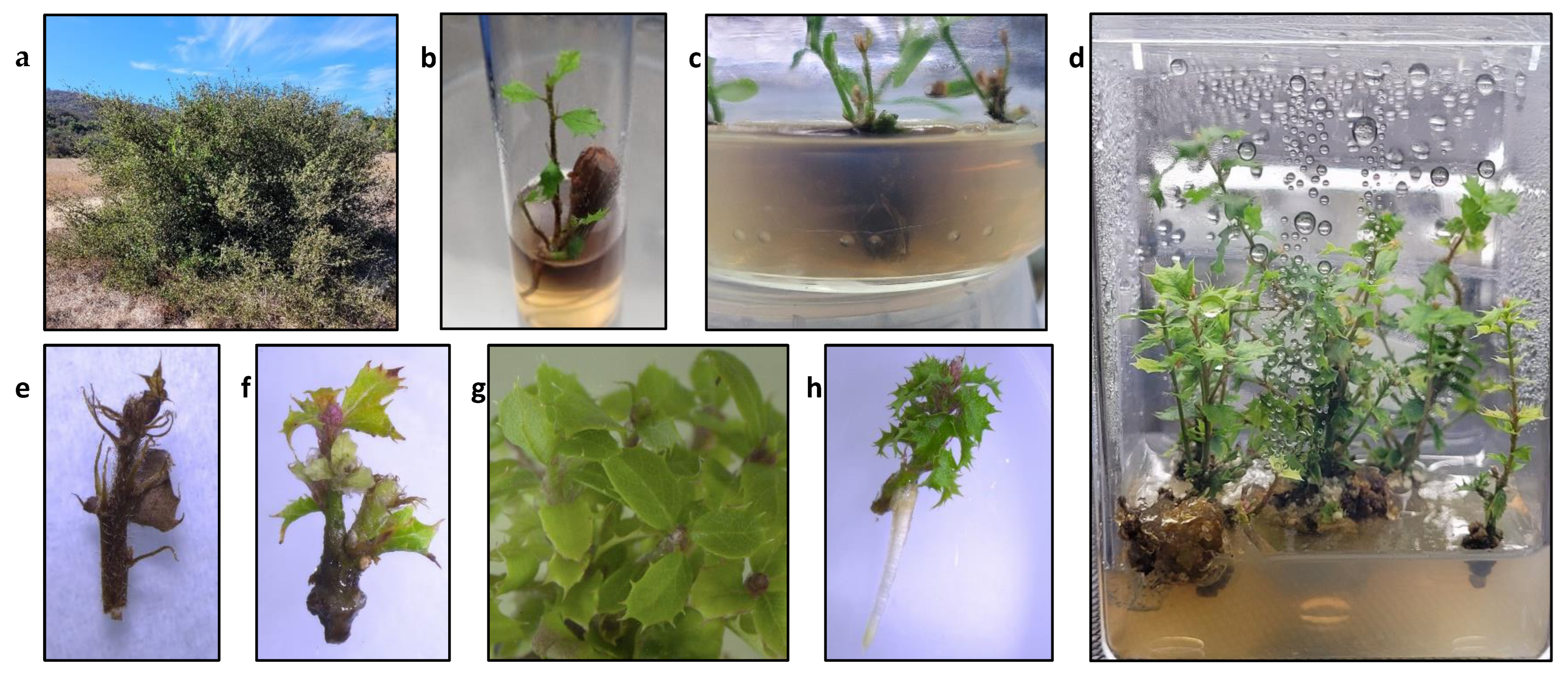 Plants 13 01148 g001