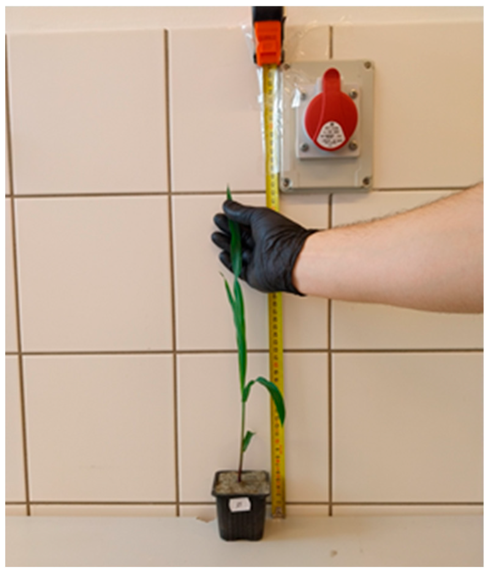 Plants 13 01150 g012