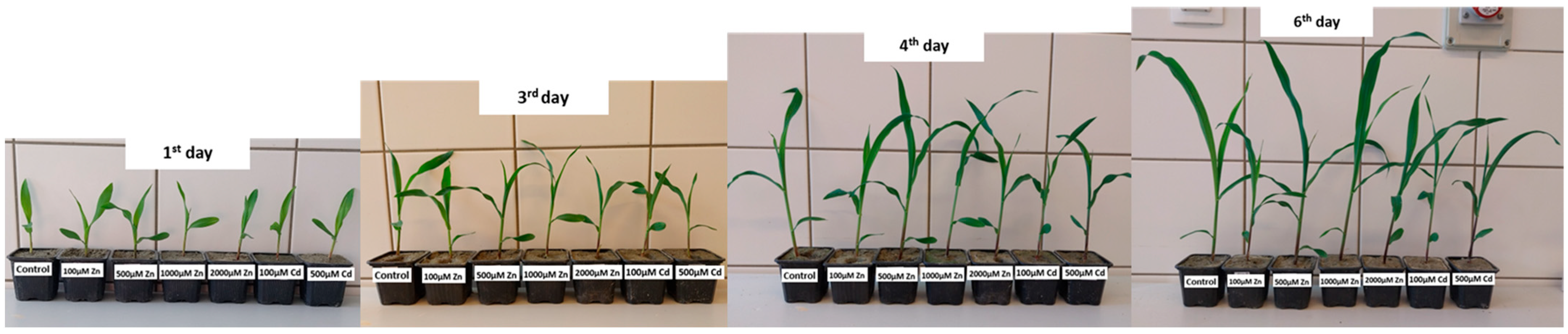 Plants 13 01150 g013