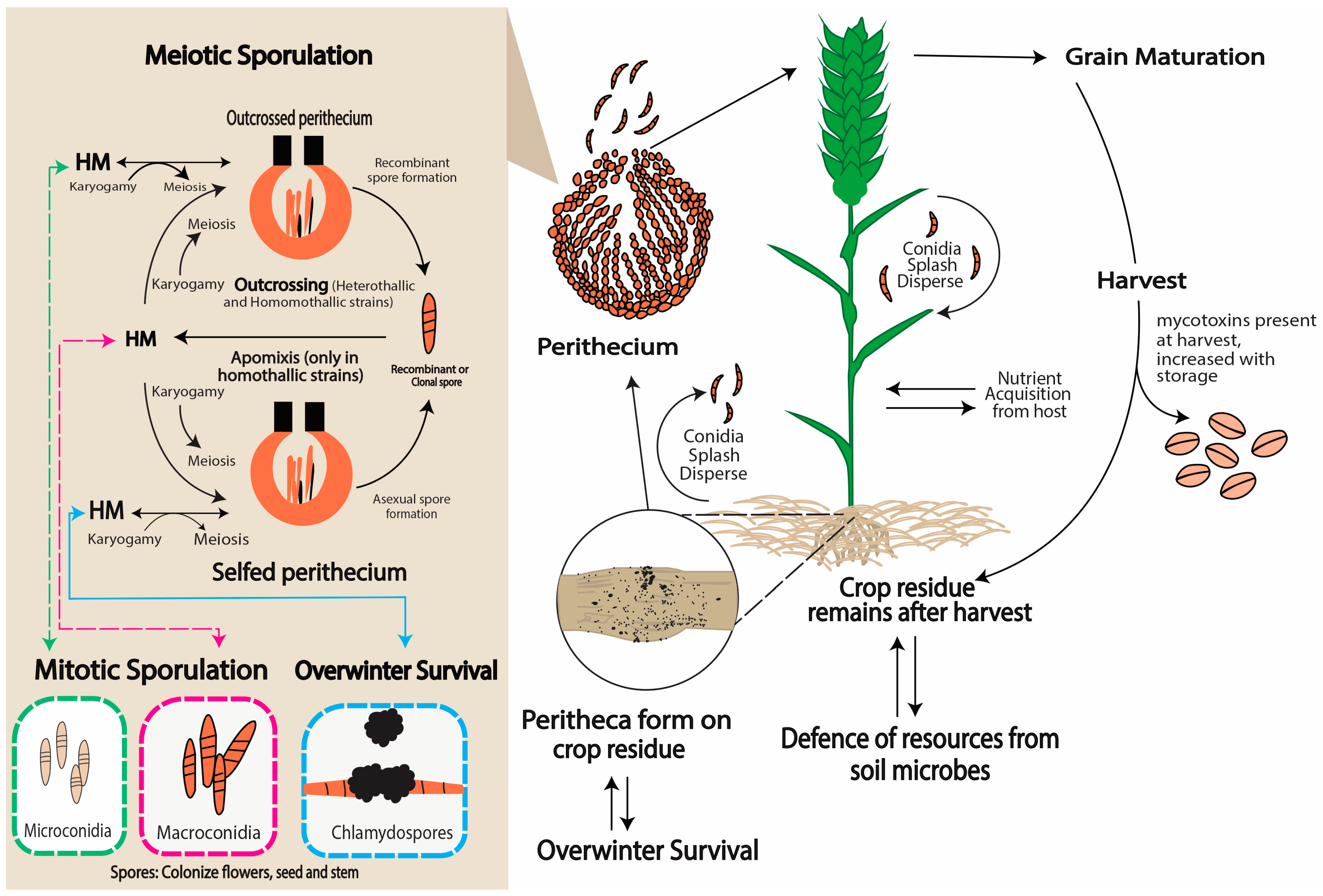 Plants 13 01159 g001