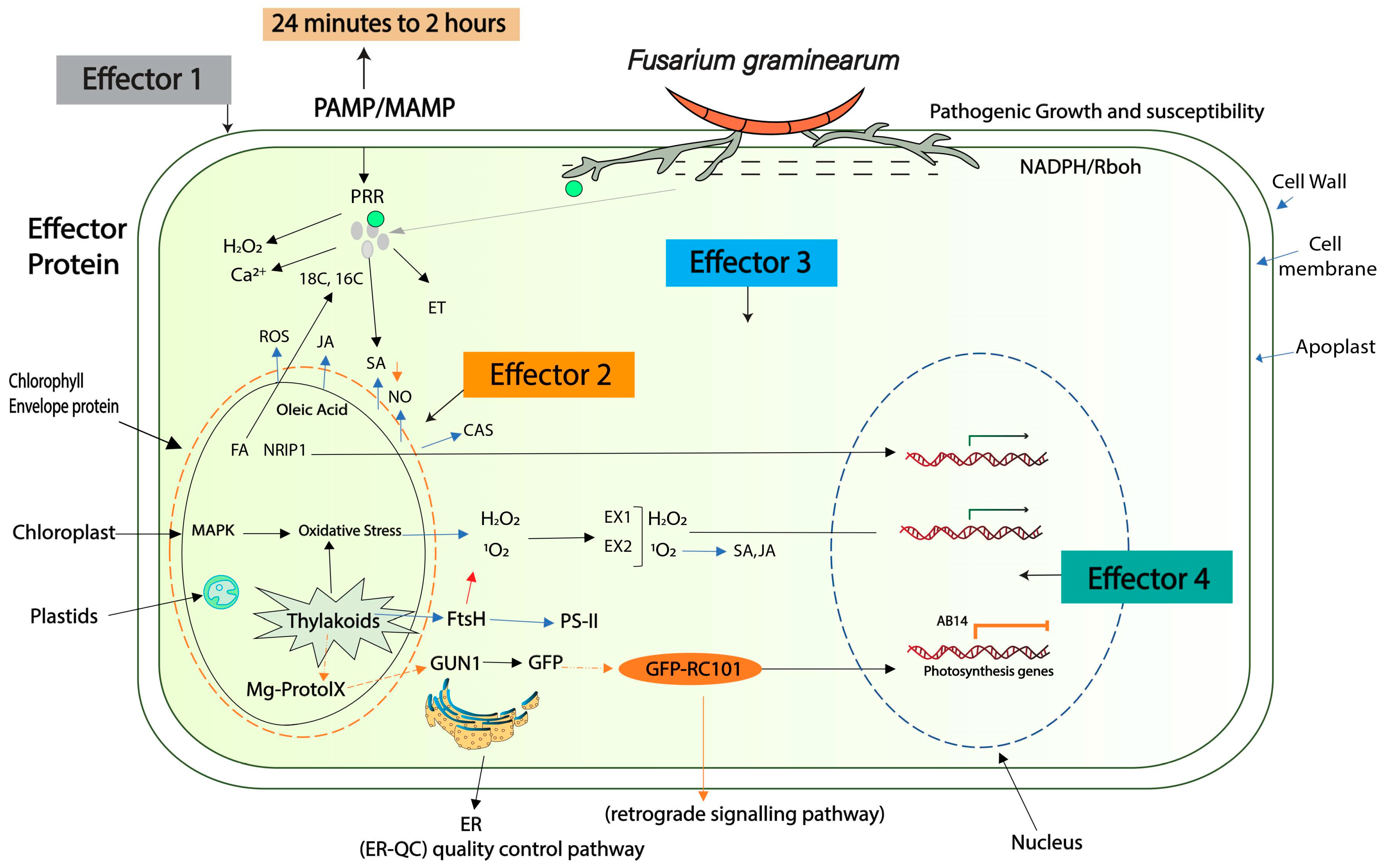 Plants 13 01159 g002