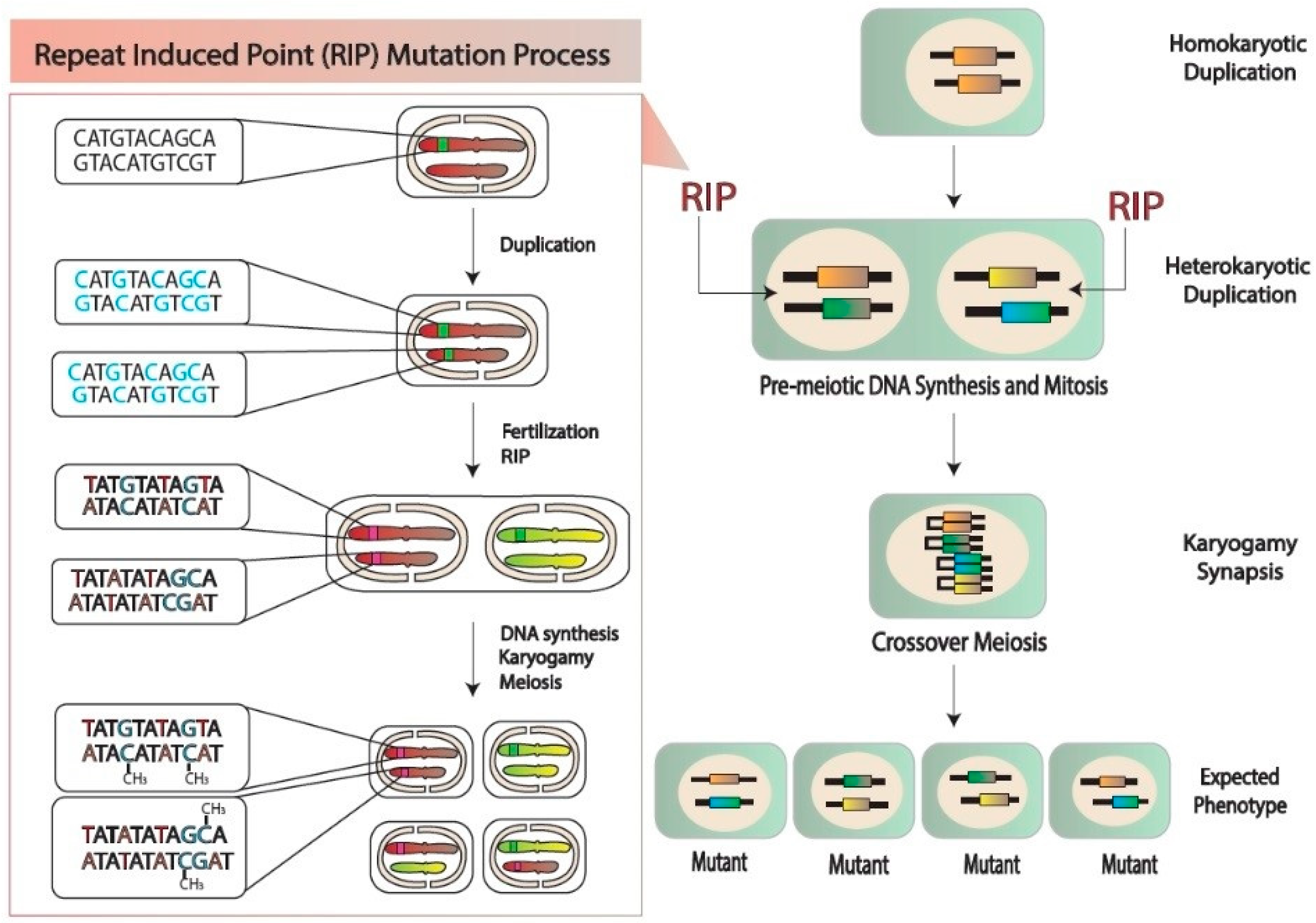Plants 13 01159 g004