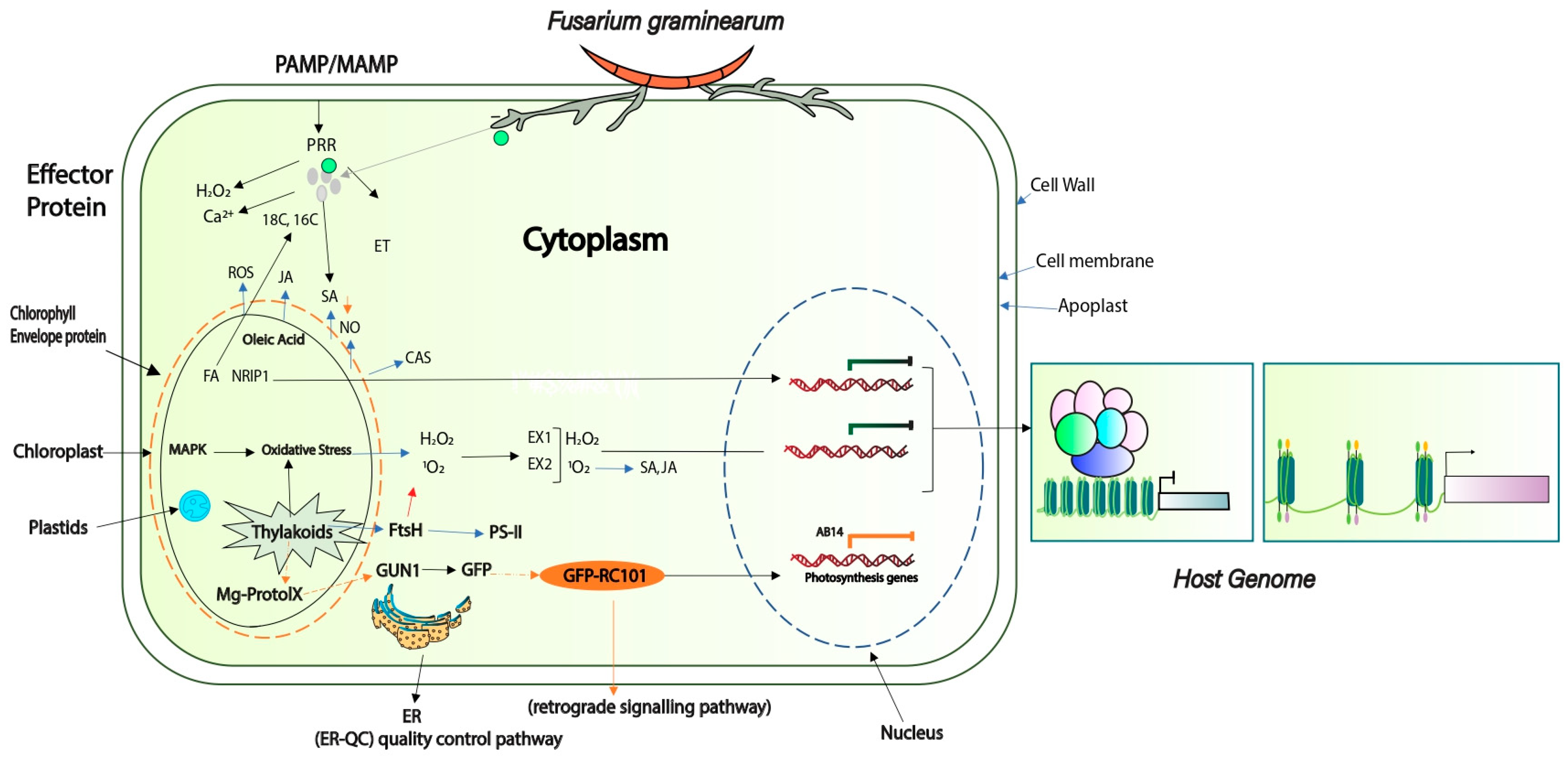 Plants 13 01159 g005