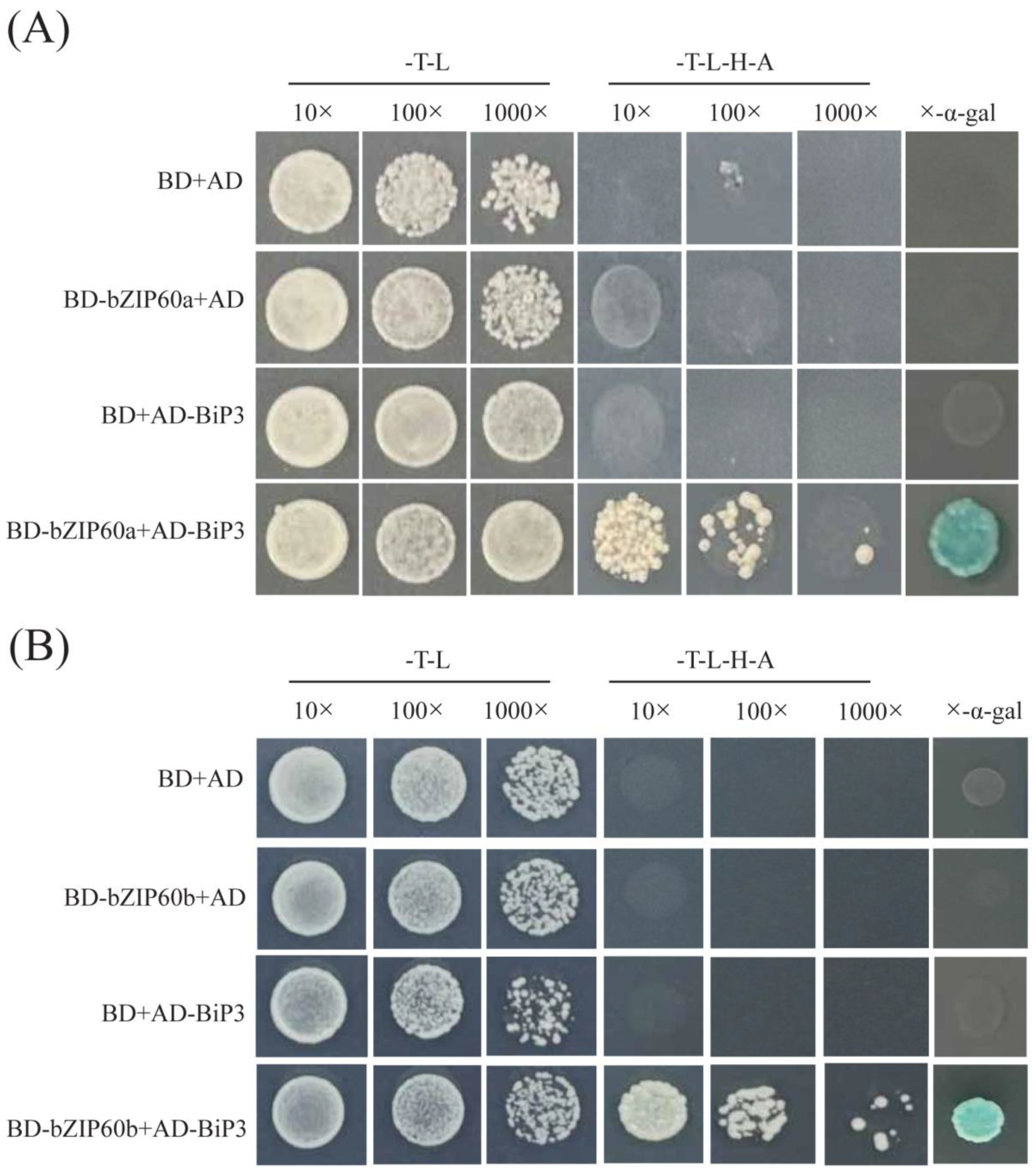 Plants 13 01160 g007