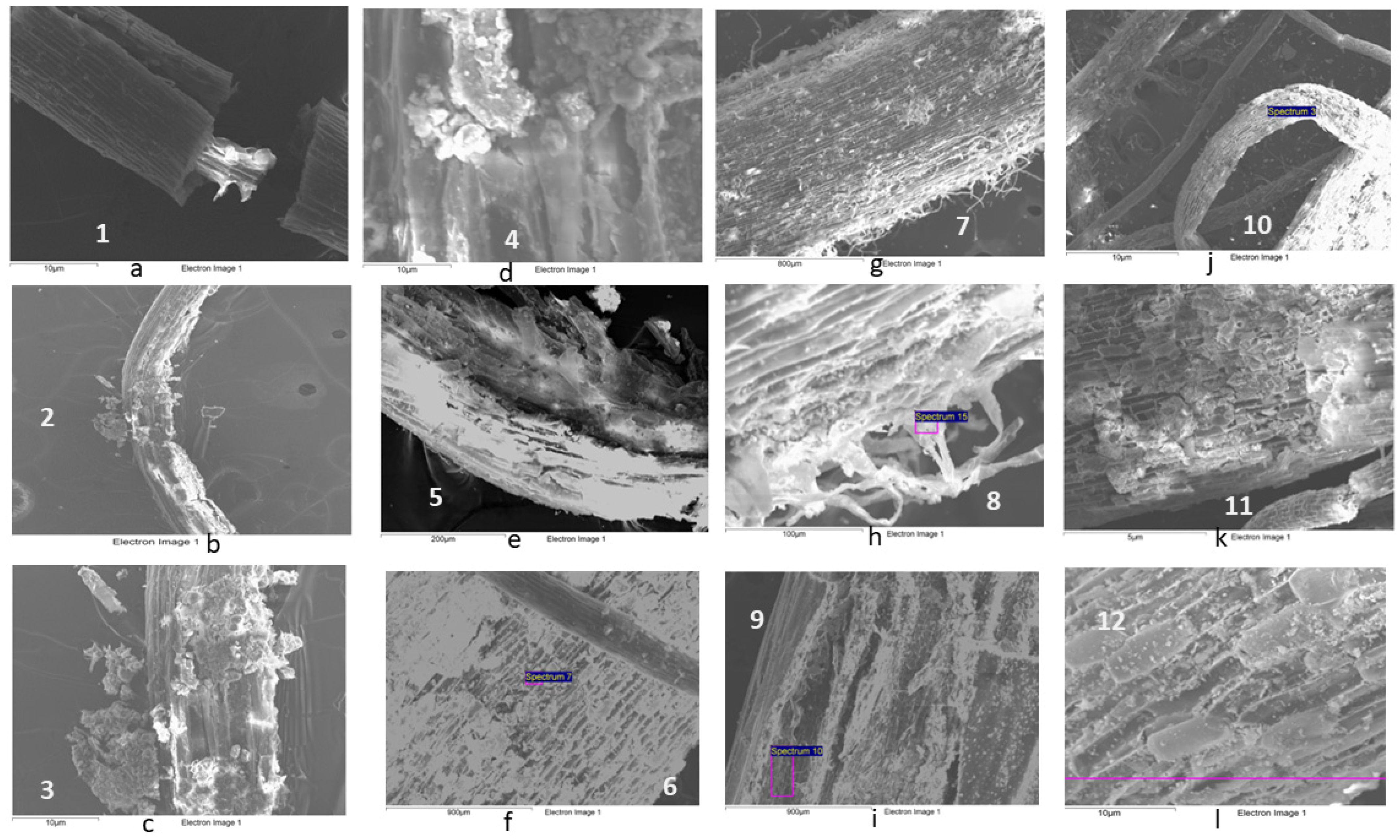 Plants 13 01161 g007