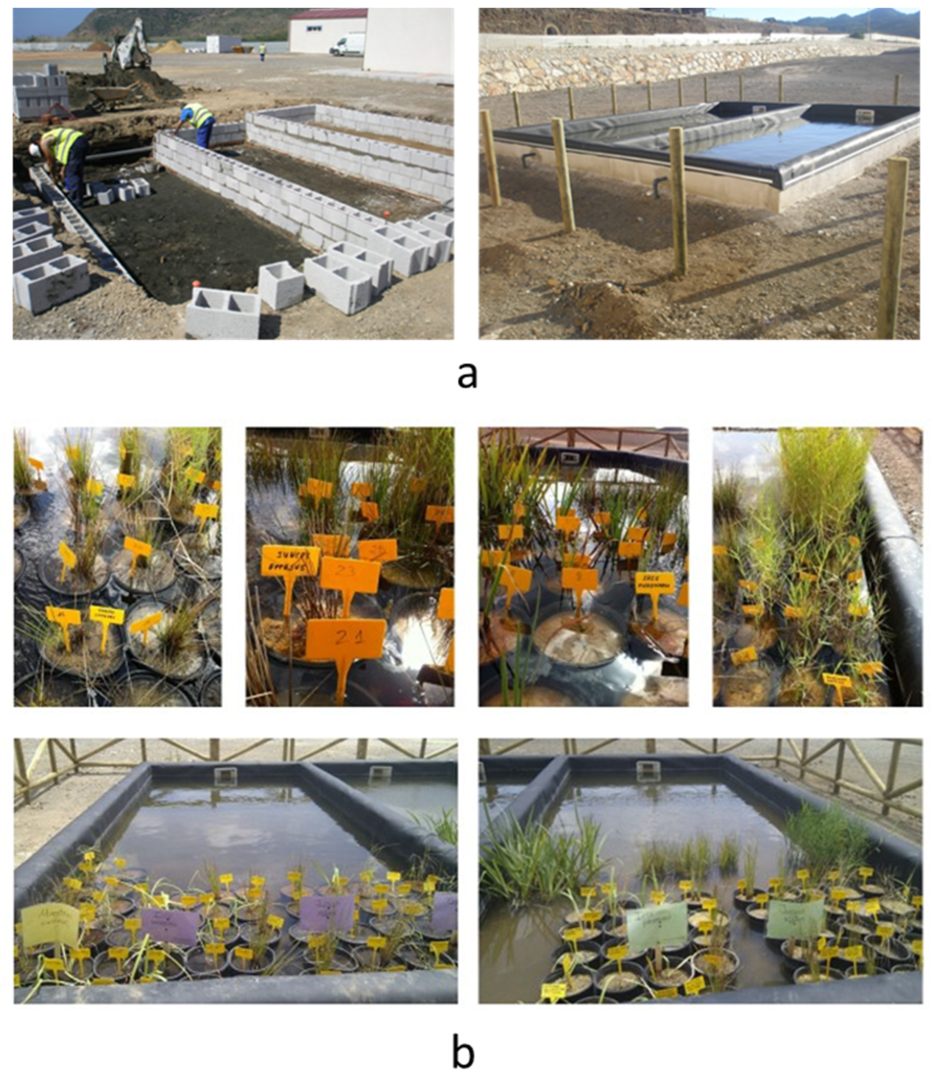 Plants 13 01161 g008