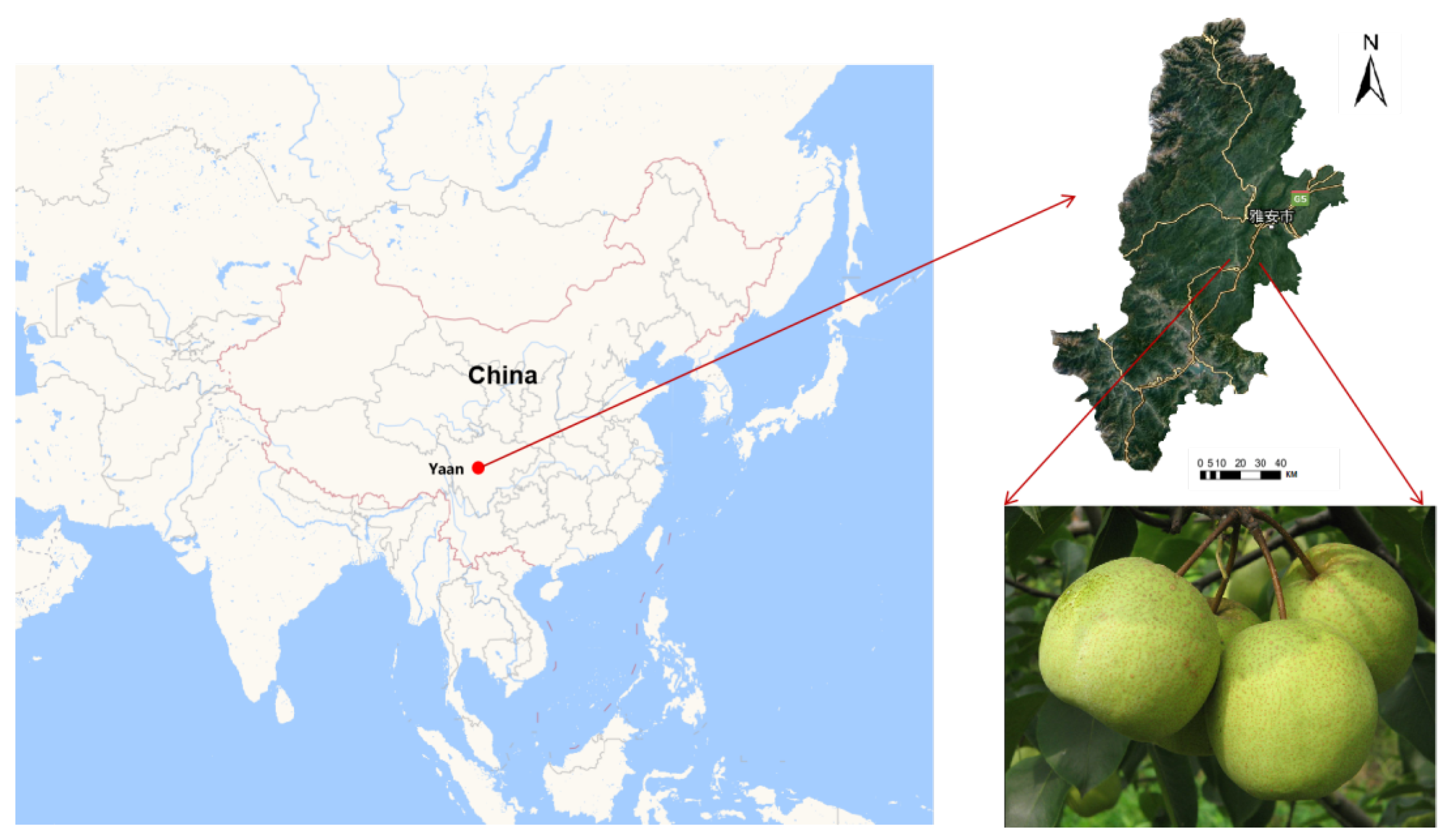 Plants 13 01163 g001